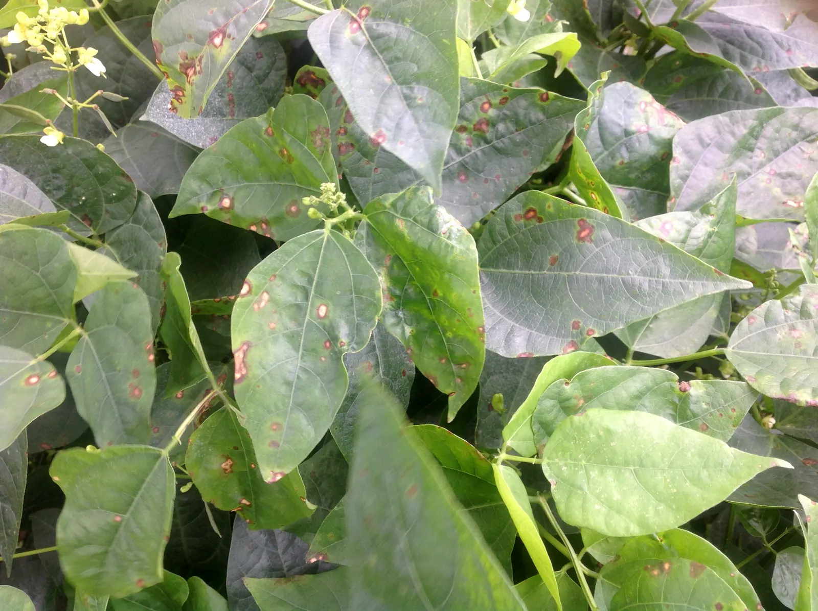 Lima Beans (Phaseolus Lunatus) — The beans should be harvested when the pods are plump and firm, usually around 10 to 15 weeks after planting