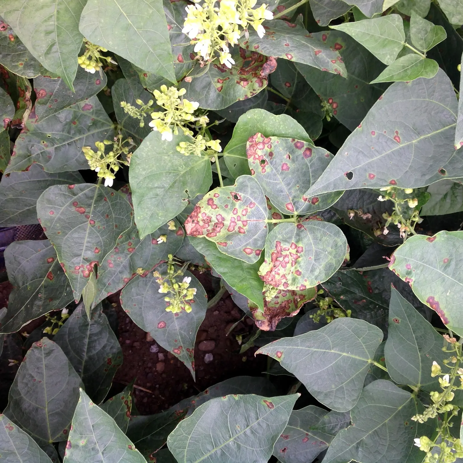 Lima Beans (Phaseolus Lunatus) — If well-maintained with sufficient moisture and well-draining soil