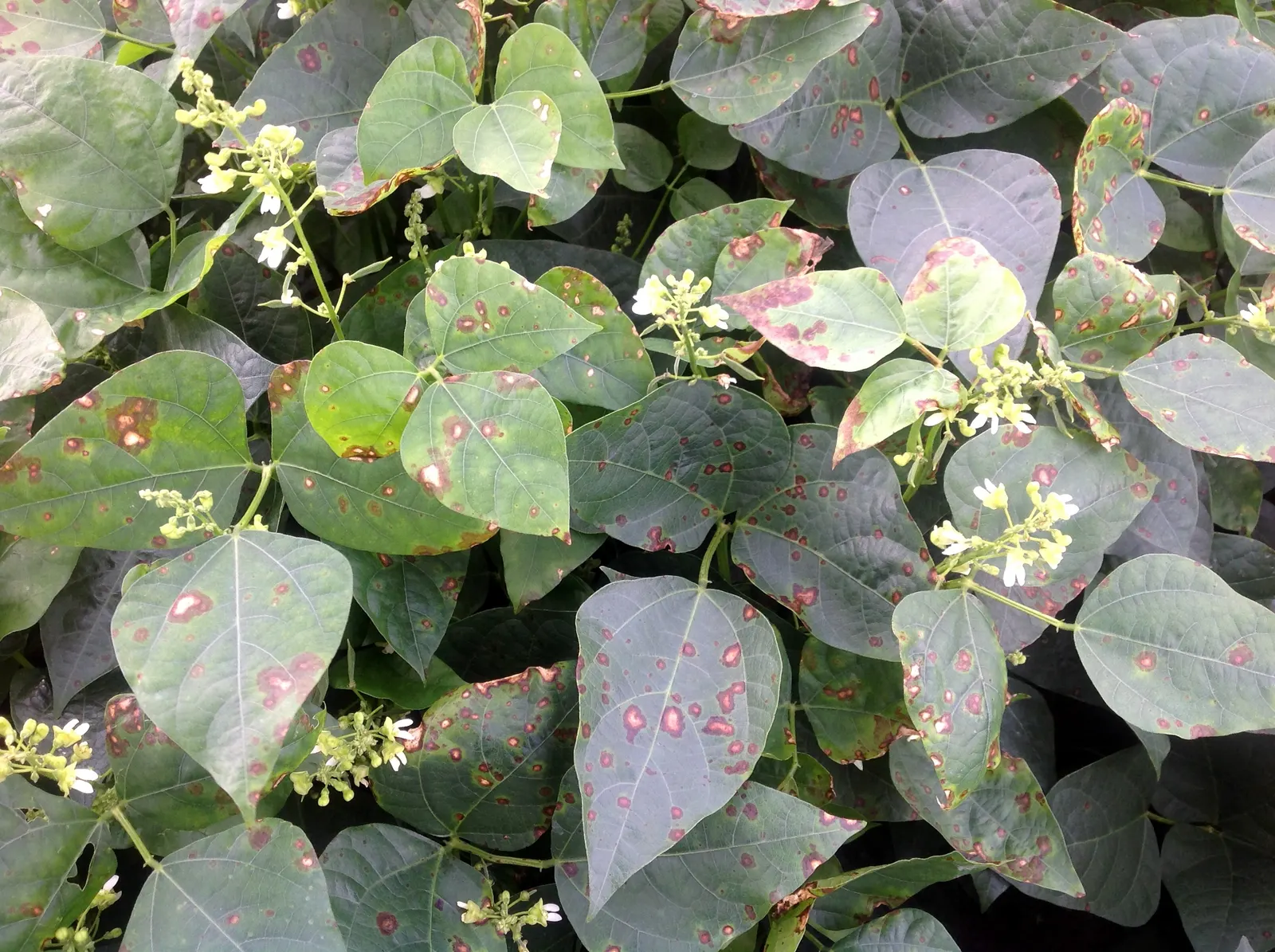Lima Beans (Phaseolus Lunatus) — <br><br>The Lima bean plant can reach a height of about 1 to 2 feet with a similar spread