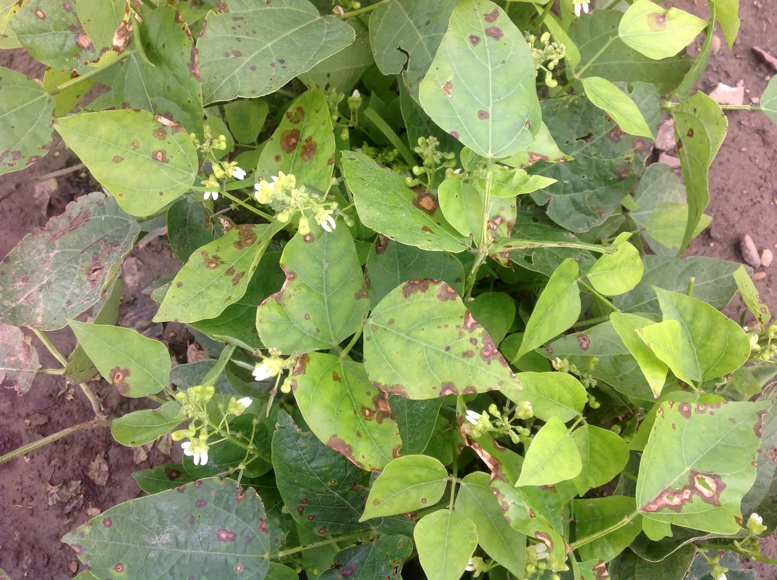 Lima Beans (Phaseolus Lunatus) — a perennial in frost-free climates and annual elsewhere; this species boasts broad, flat pods containing creamy seeds