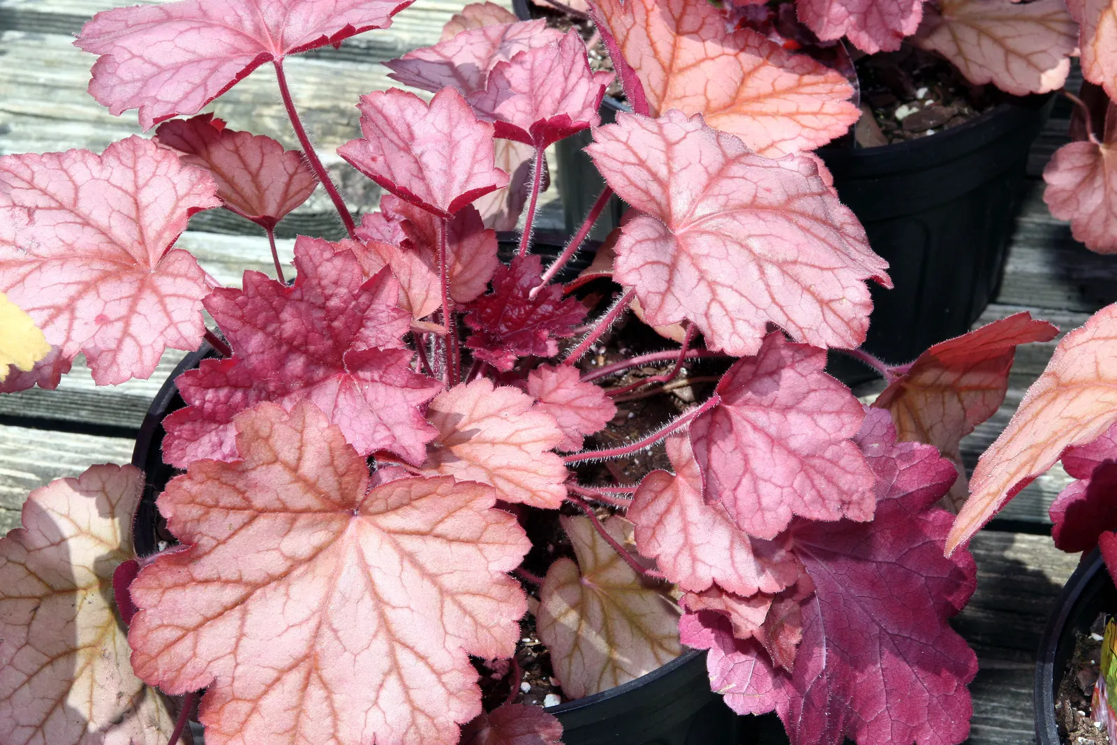 Georgia Peach Alum Root (Heuchera 'Georgia Peach') — Hardy in USDA zones 4-9, it thrives in part shade to full shade