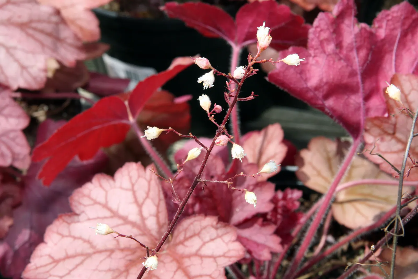 Georgia Peach Alum Root (Heuchera 'Georgia Peach') — Its silver overlay adds allure to the 14-inch spread and the plant reaches 10 inches tall