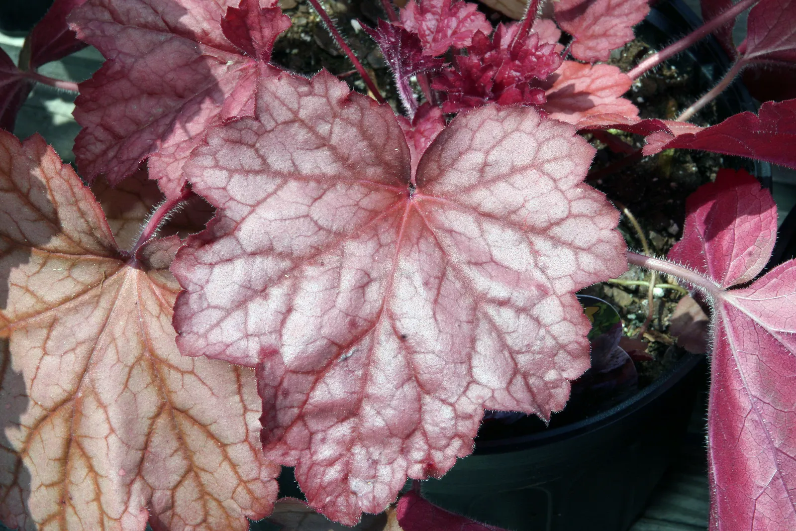 Georgia Peach Alum Root (Heuchera 'Georgia Peach') — The Heuchera 'Georgia Peach' is a vibrant perennial with peach-colored foliage that turns rosy-purple in