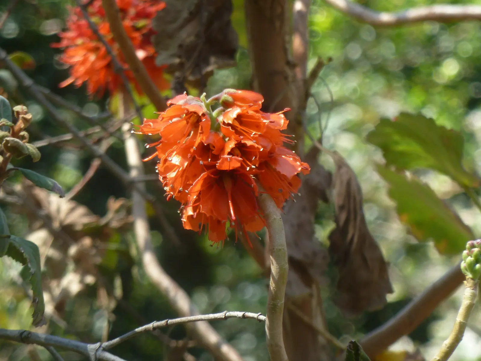 Natal Bottlebrush (Greyia Sutherlandii) — shrub / tree with red blooms