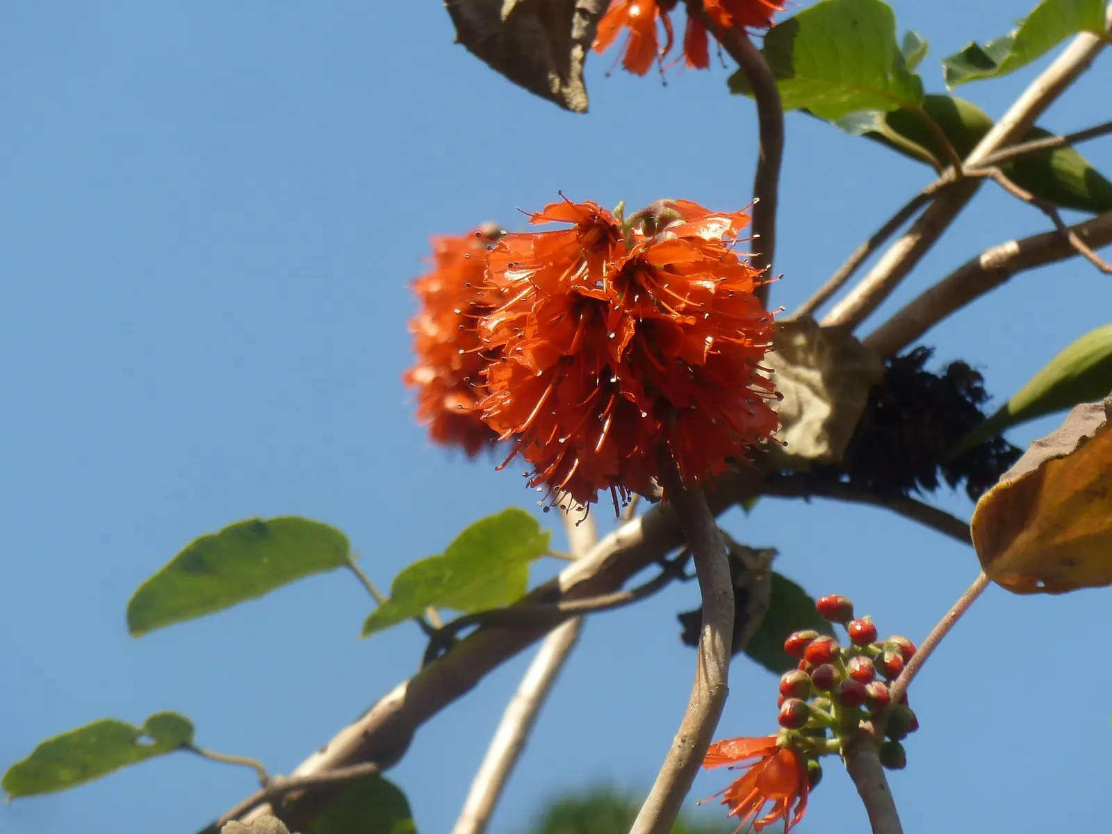 Natal Bottlebrush (Greyia Sutherlandii) — red flowers in the garden