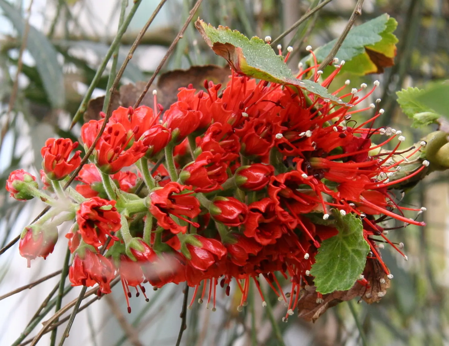 Natal Bottlebrush (Greyia Sutherlandii) — small deciduous tree native to South Africa; this drought-resistant species thrives in USDA zones 8-11 and prefers