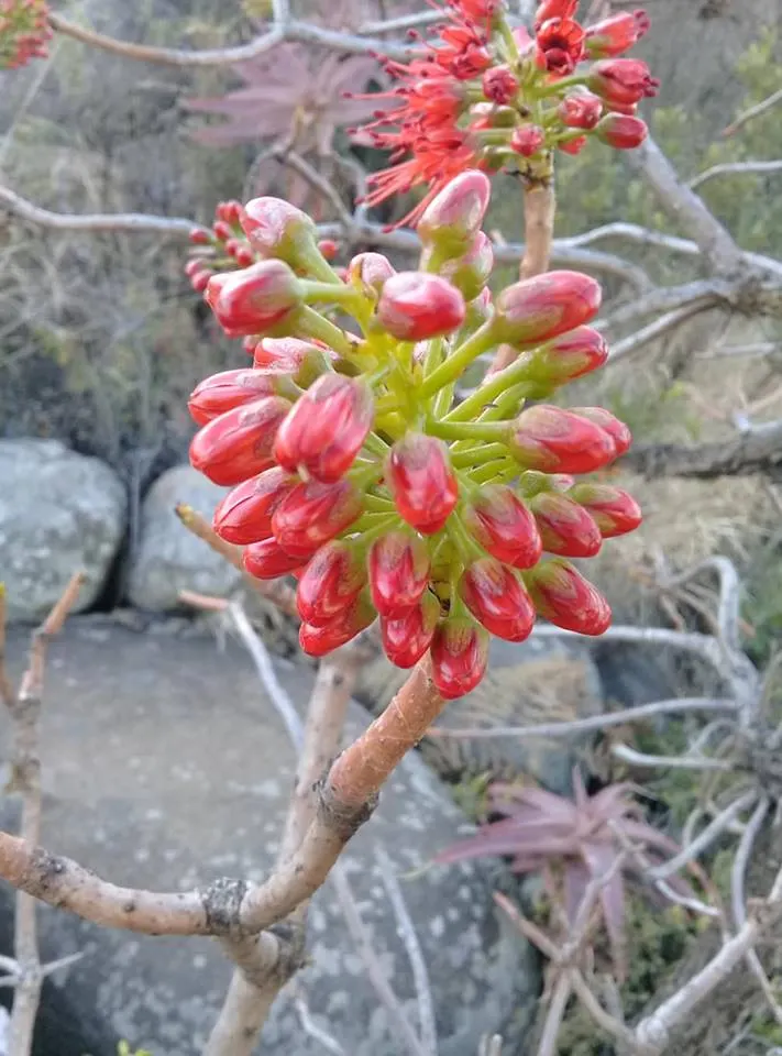 Natal Bottlebrush (Greyia Sutherlandii) — shrub / tree for full; offering year-round visual appeal and ecological benefits