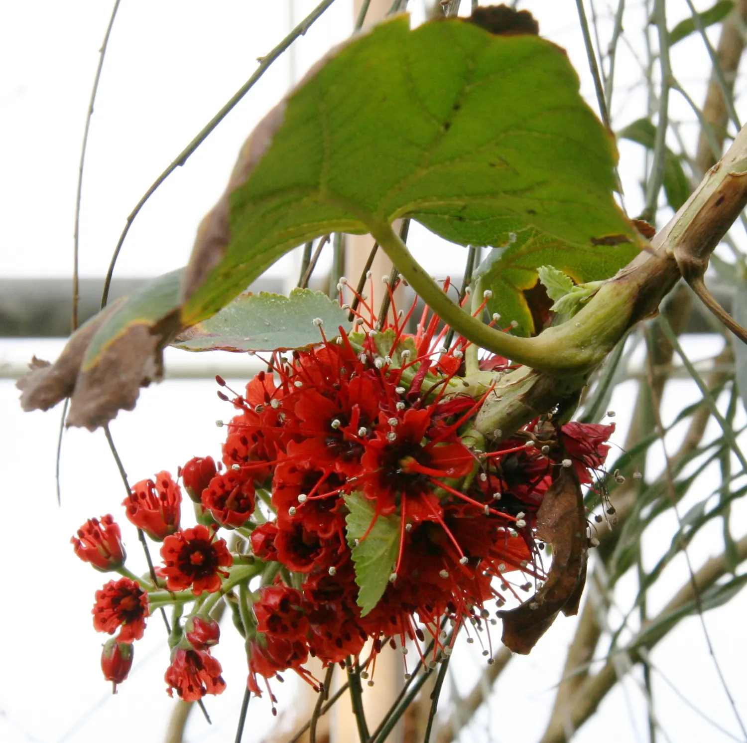 Natal Bottlebrush (Greyia Sutherlandii) — growing up to 15-20 feet tall; brush-like flowers that completely envelop the branches, image 52