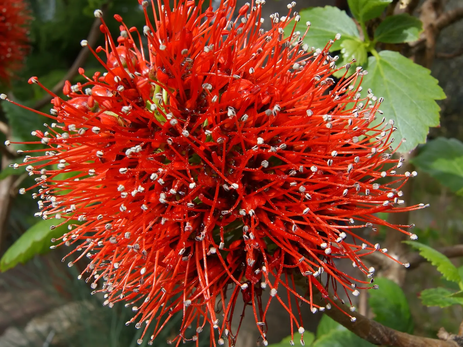 Natal Bottlebrush (Greyia Sutherlandii) — hailing from the southern regions of Africa; it features striking red bottlebrush-like flowers in spring before the