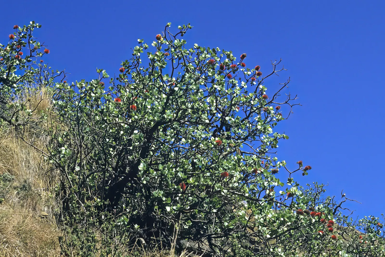 Natal Bottlebrush (Greyia Sutherlandii) — low-branching habit that provides an arresting silhouette even when dormant