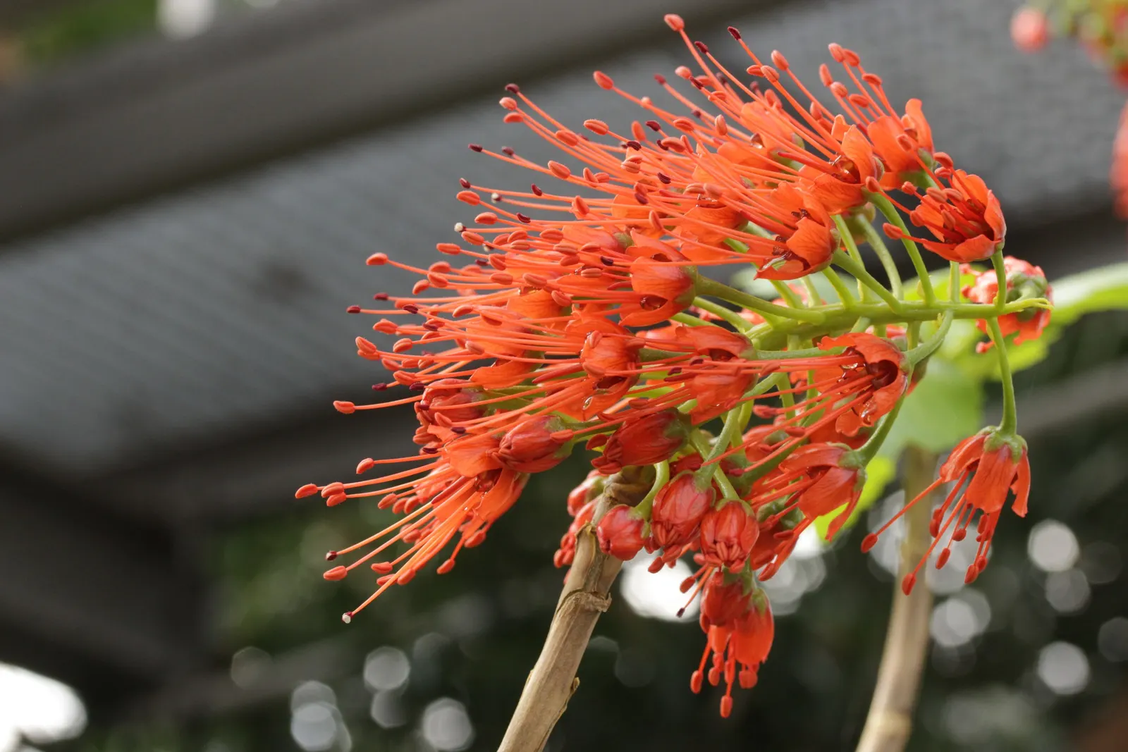 Natal Bottlebrush (Greyia Sutherlandii) — small deciduous tree native to South Africa