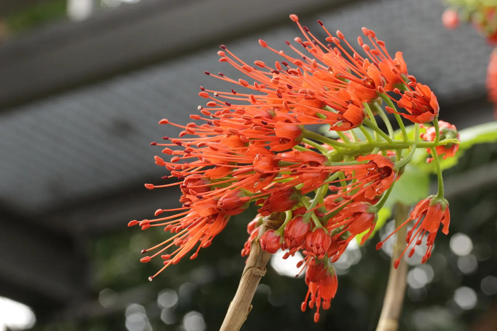 Natal Bottlebrush (Greyia Sutherlandii) — low-branching habit that provides an arresting silhouette even when dormant; greyia sutherlandii prefers full sun