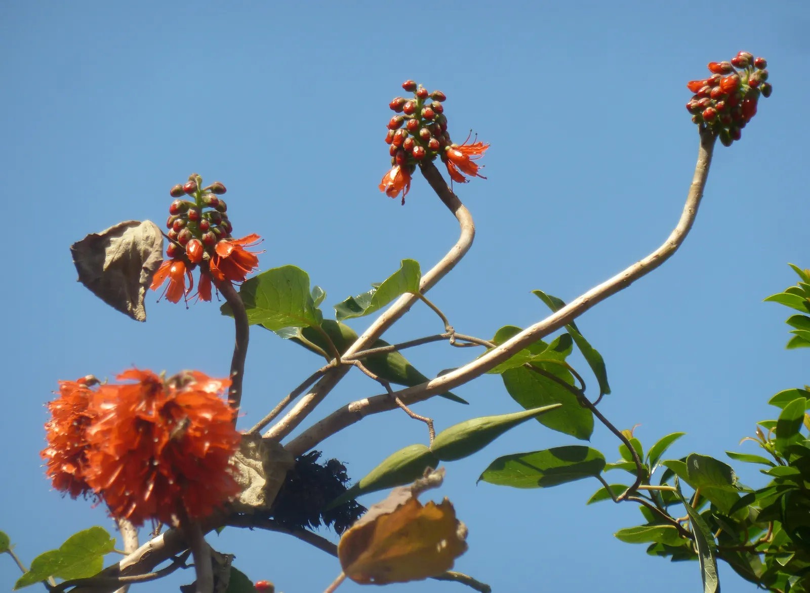 Natal Bottlebrush (Greyia Sutherlandii) — offering year-round visual appeal and ecological benefits
