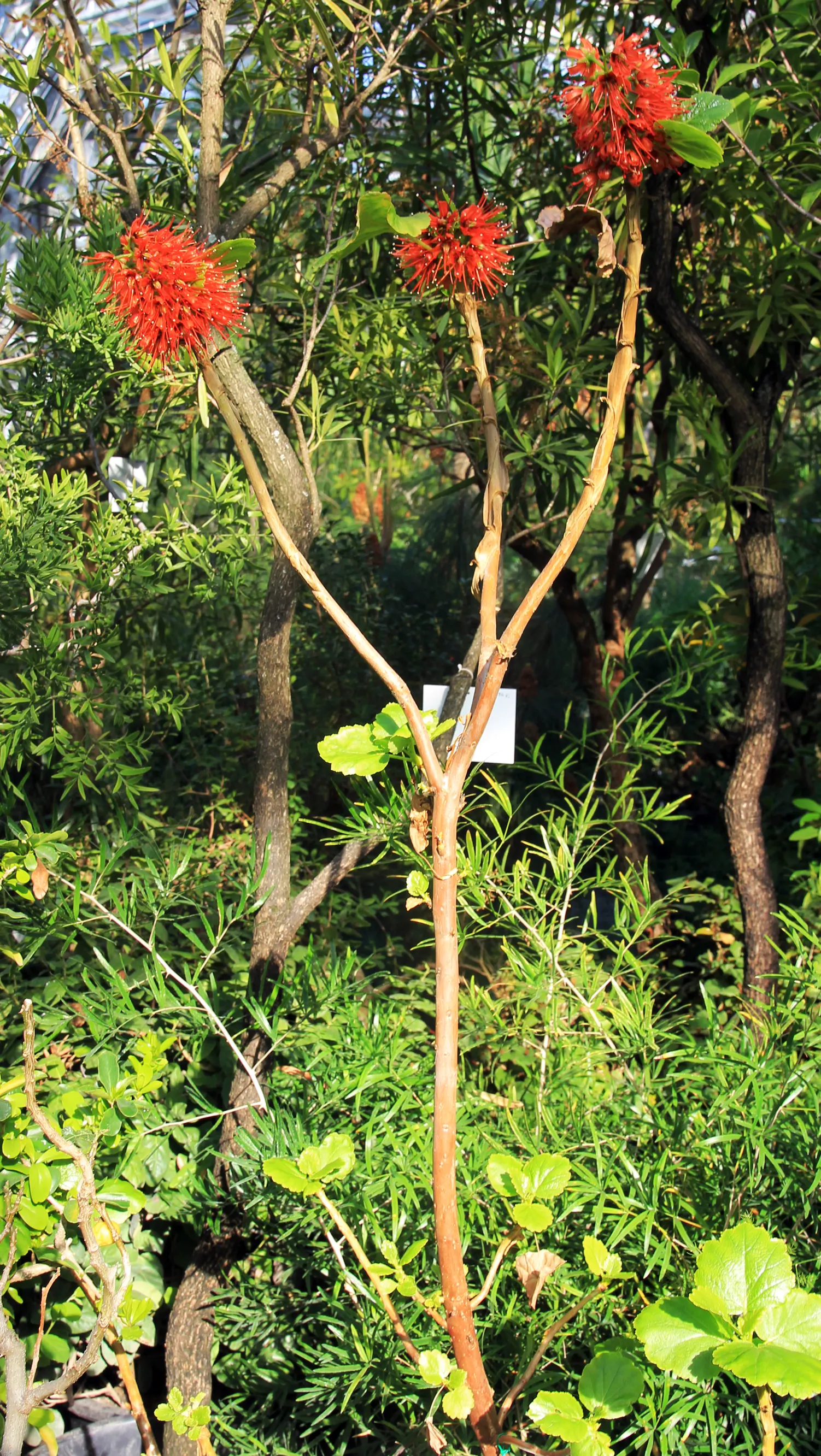 Natal Bottlebrush (Greyia Sutherlandii) — blue-green leaves measuring around 2 to 4 inches in length; regular pruning after flowering can enhance its