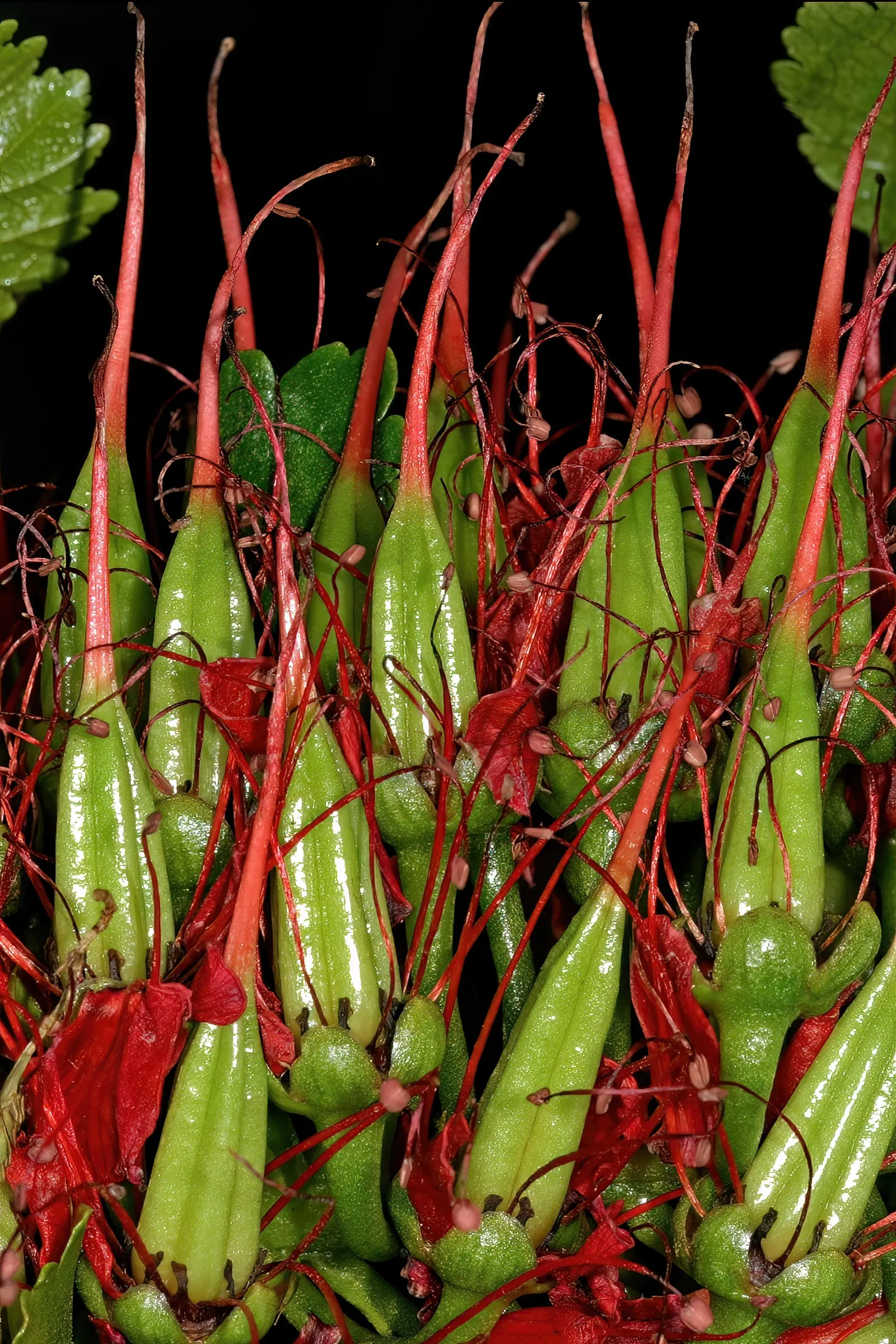 Natal Bottlebrush (Greyia Sutherlandii) — brush-like flowers that completely envelop the branches