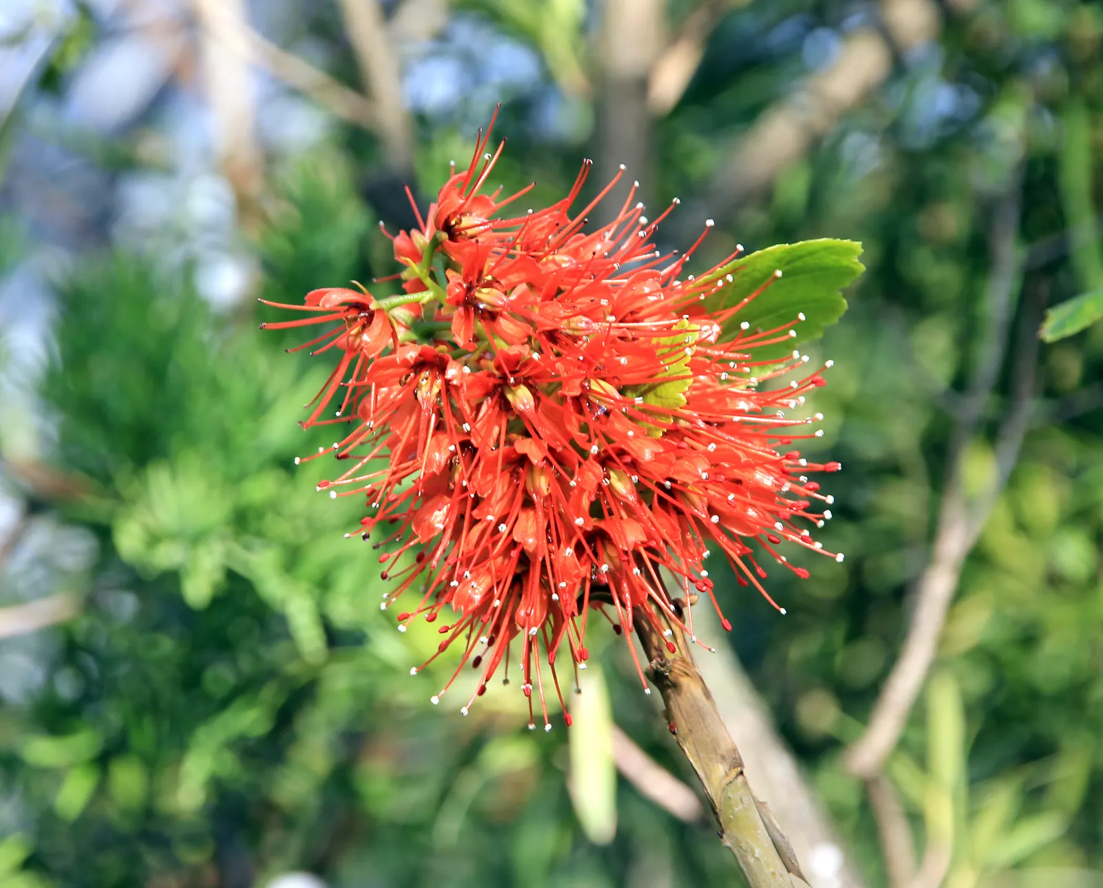 Natal Bottlebrush (Greyia Sutherlandii) — It thrives in well-drained soils and is relatively drought-resistant once established; red flowers in the garden