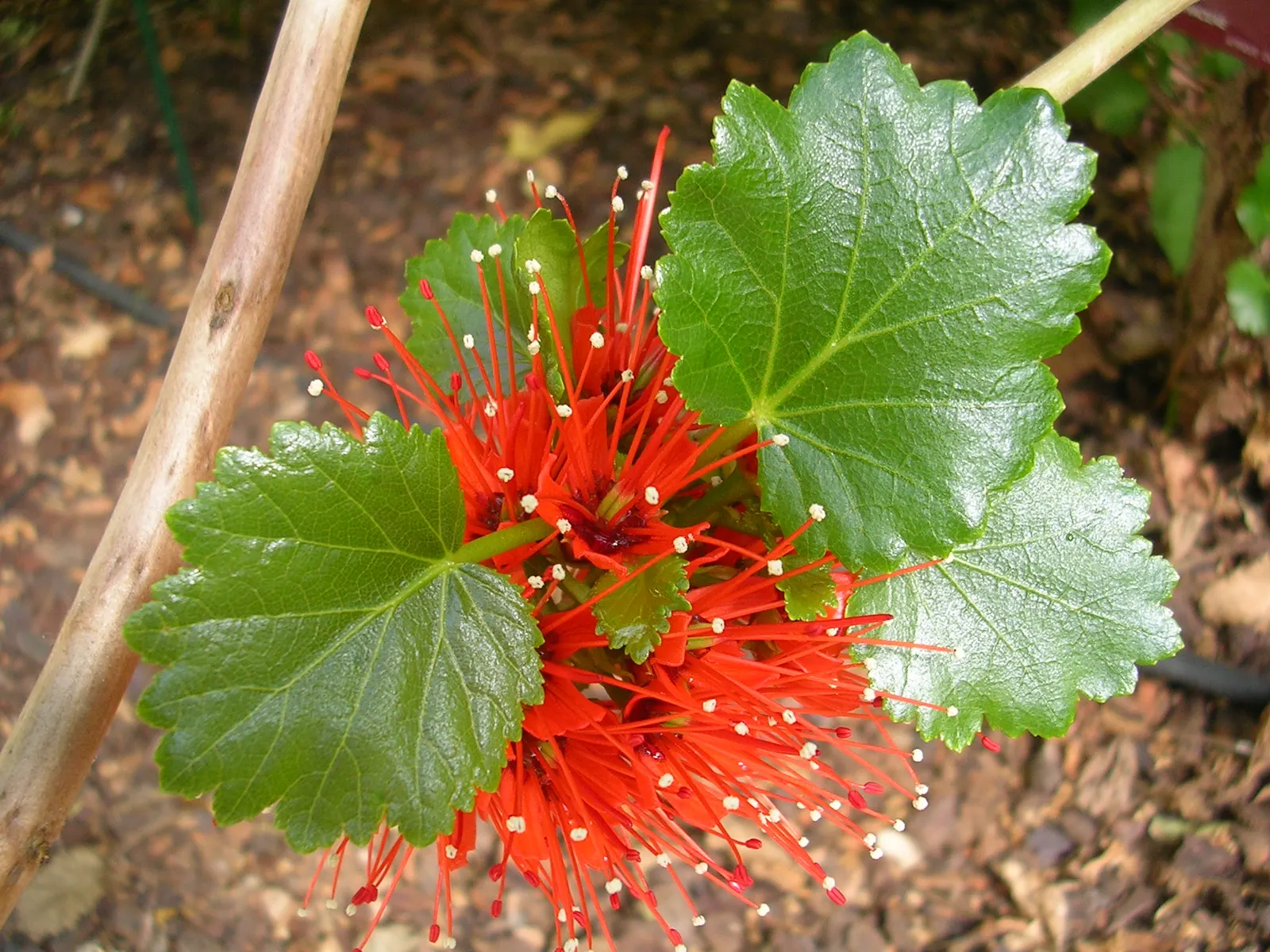 Natal Bottlebrush (Greyia Sutherlandii) — small deciduous tree native to South Africa; this drought-resistant species thrives in USDA zones 8-11, image 51