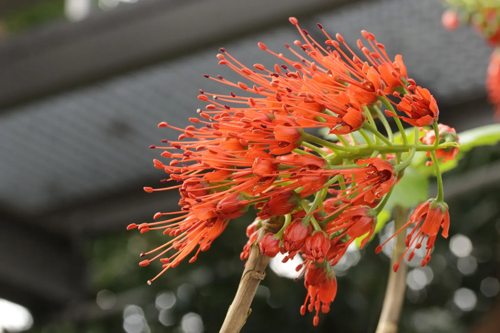 Natal Bottlebrush (Greyia Sutherlandii) — brush-like flowers that completely envelop the branches; shrub / tree with red blooms