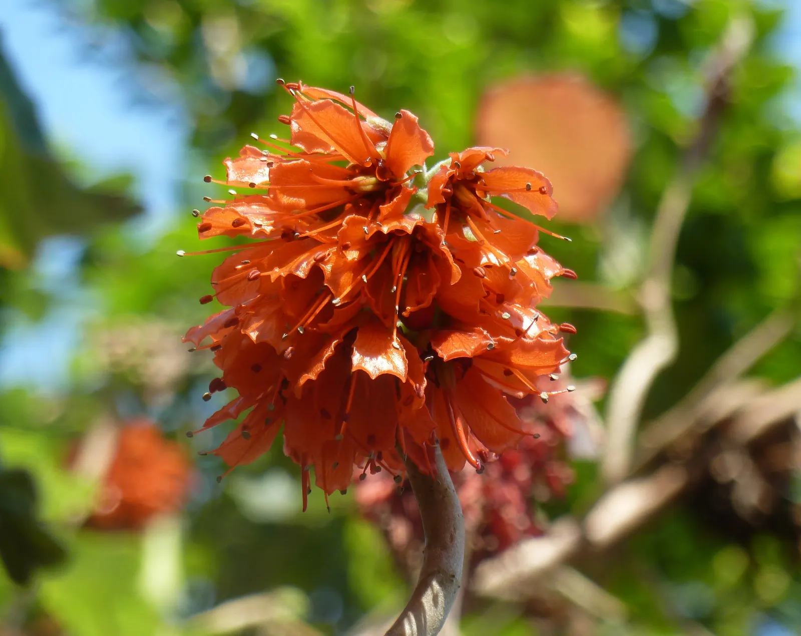 Natal Bottlebrush (Greyia Sutherlandii) — It thrives in well-drained soils and is relatively drought-resistant once established