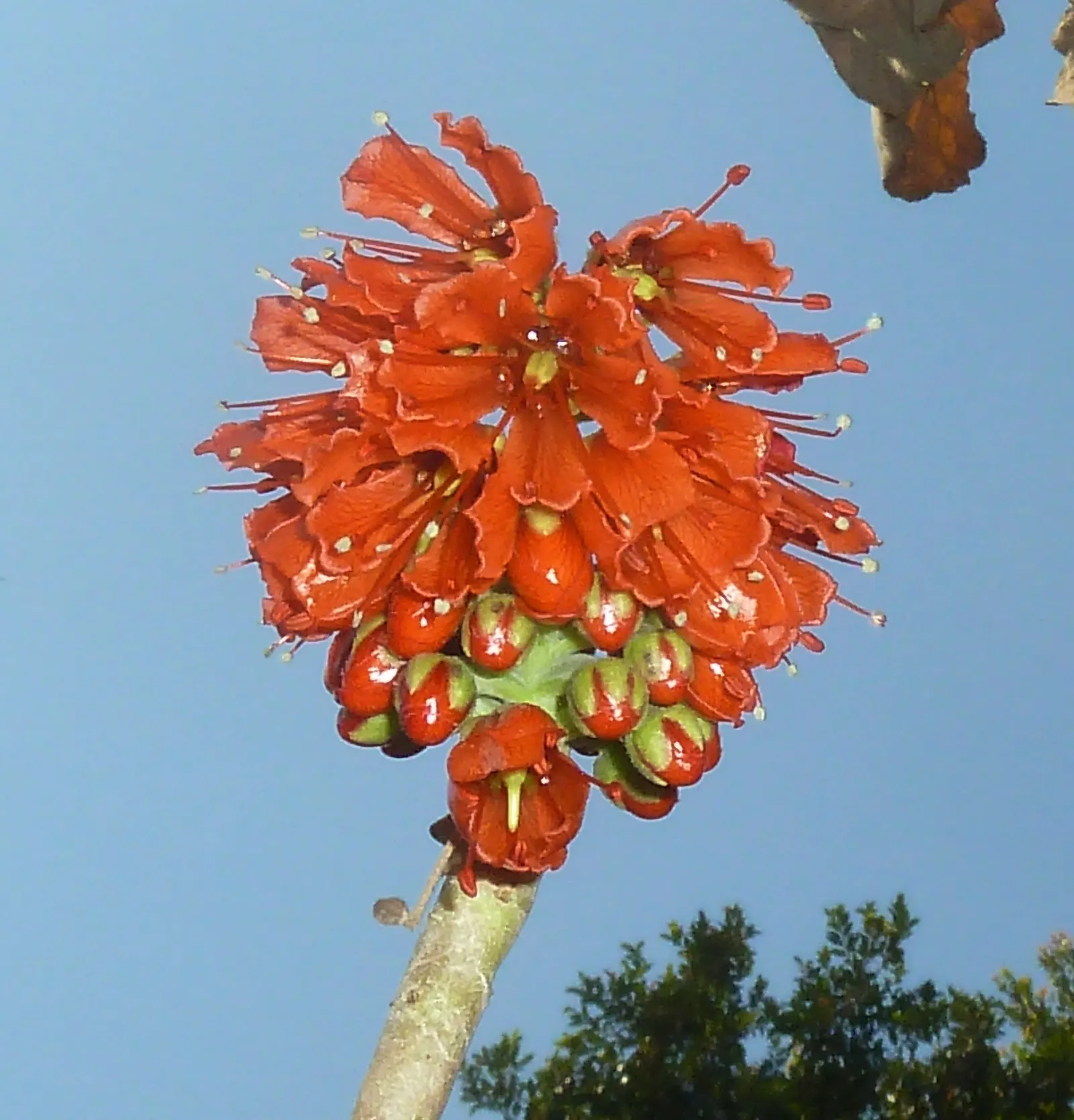 Natal Bottlebrush (Greyia Sutherlandii) — turn yellow before shedding