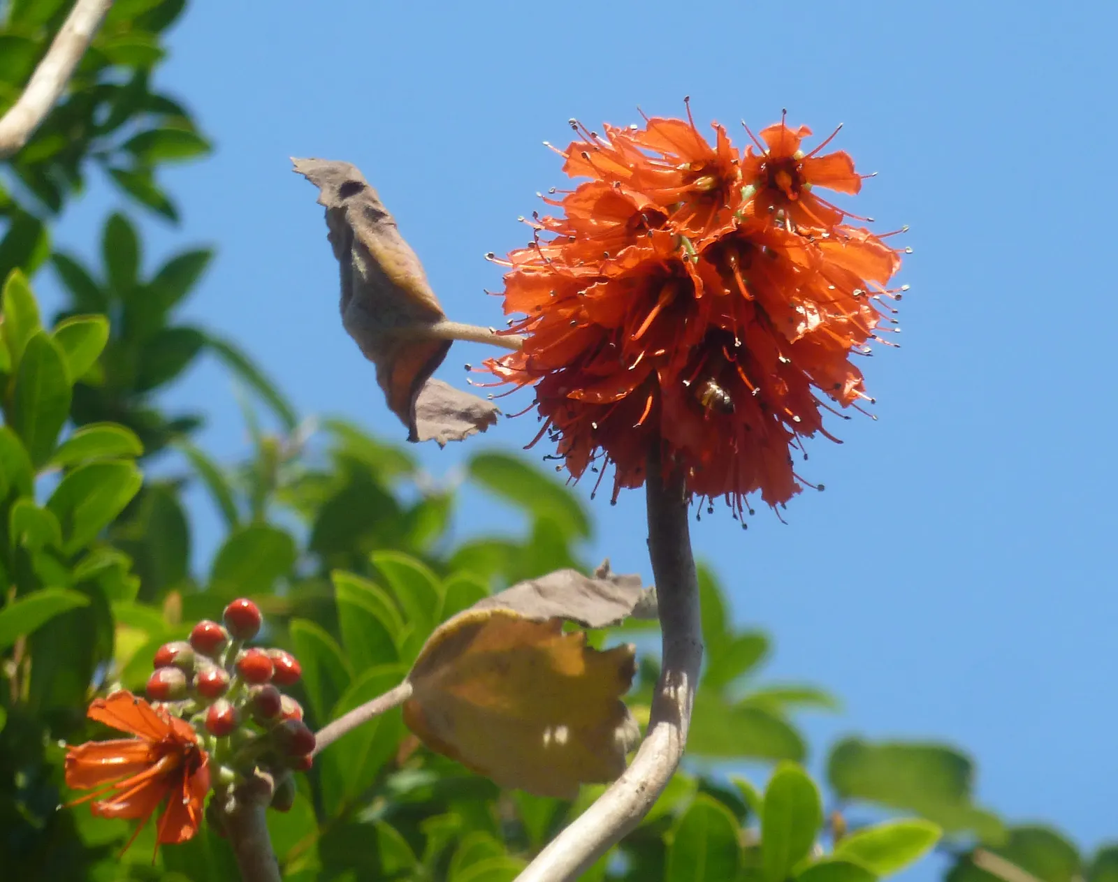 Natal Bottlebrush (Greyia Sutherlandii) — blue-green leaves measuring around 2 to 4 inches in length