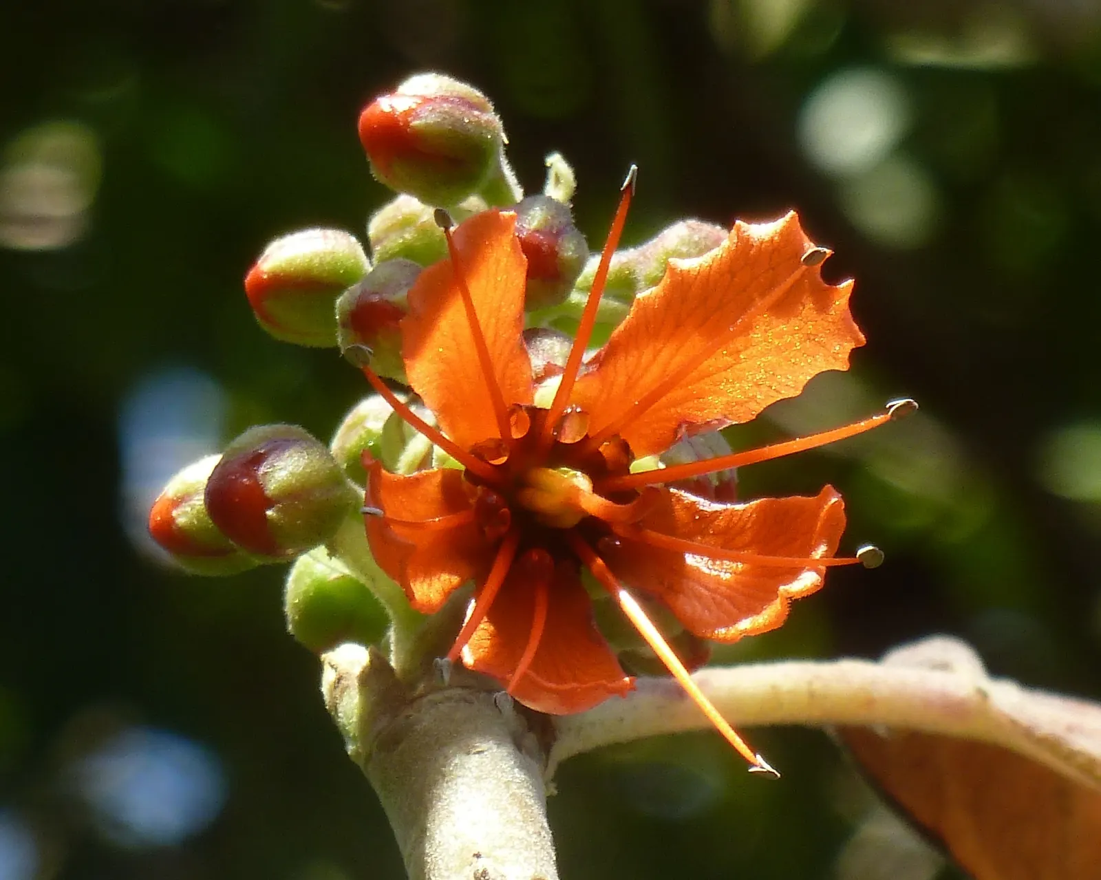 Natal Bottlebrush (Greyia Sutherlandii) — Regular pruning after flowering can enhance its appearance and maintain a compact form