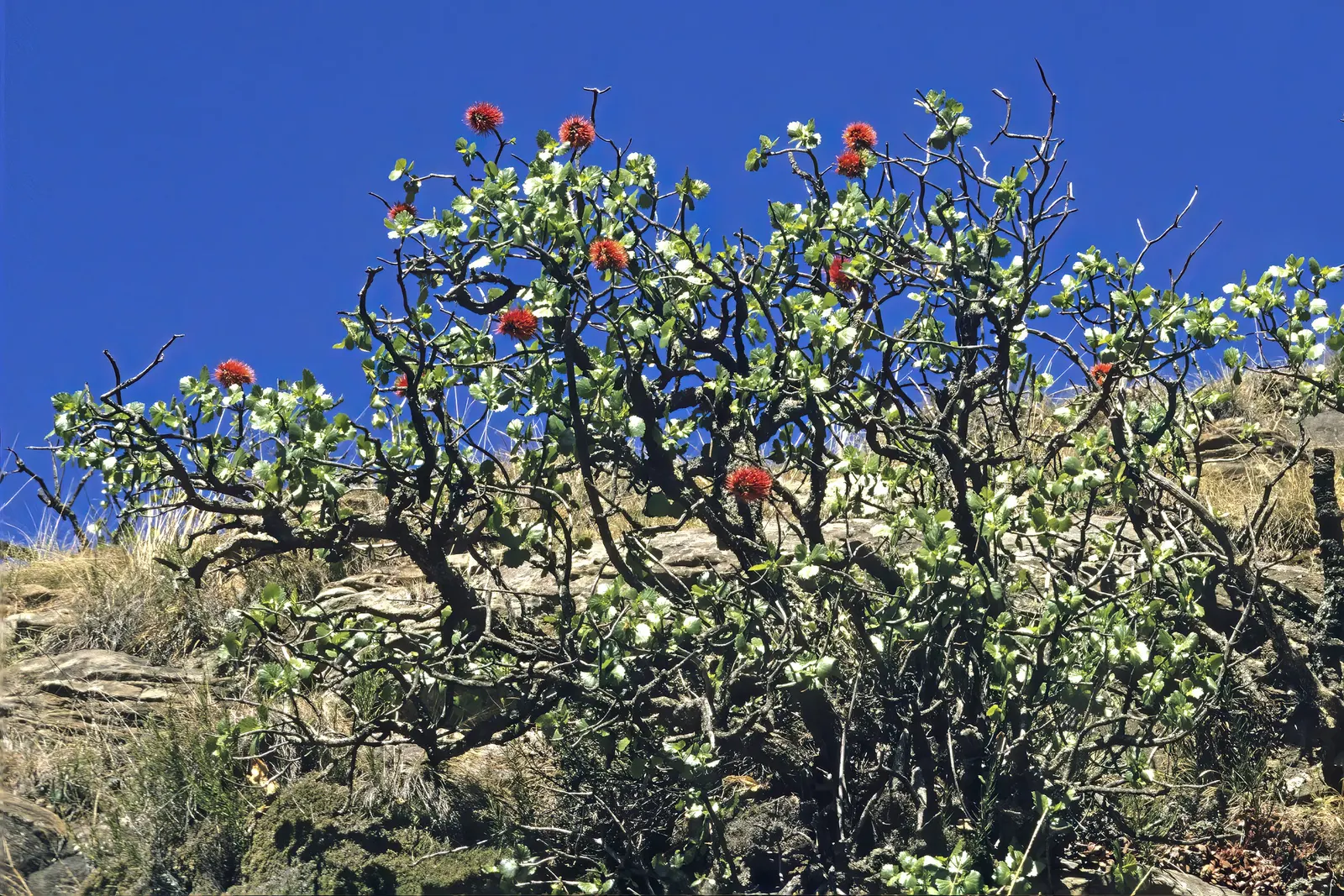 Natal Bottlebrush (Greyia Sutherlandii) — scientifically known as Greyia sutherlandii