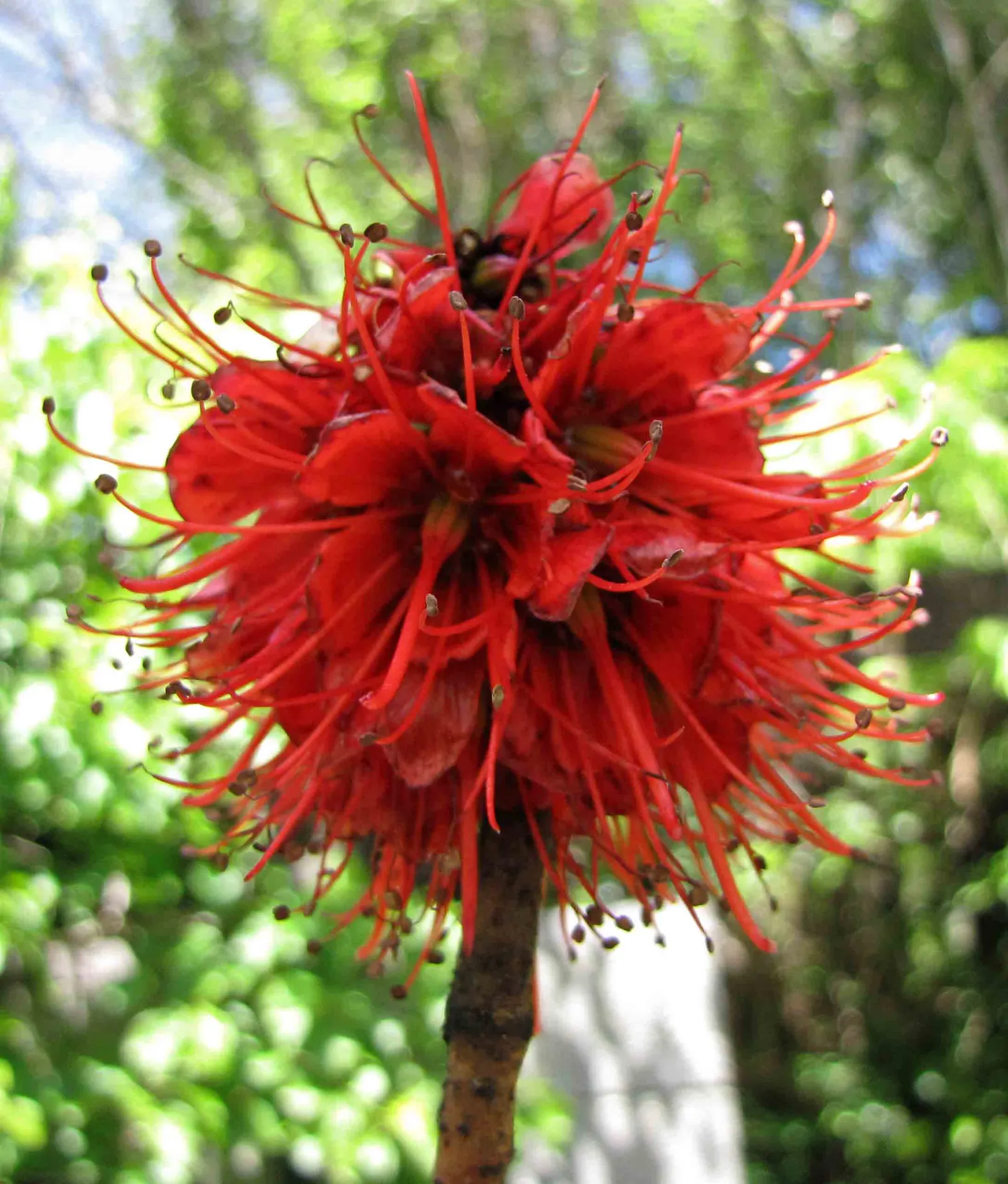 Natal Bottlebrush (Greyia Sutherlandii) — The Natal bottlebrush is a charismatic addition to any residential or commercial garden; making it a low-maintenance
