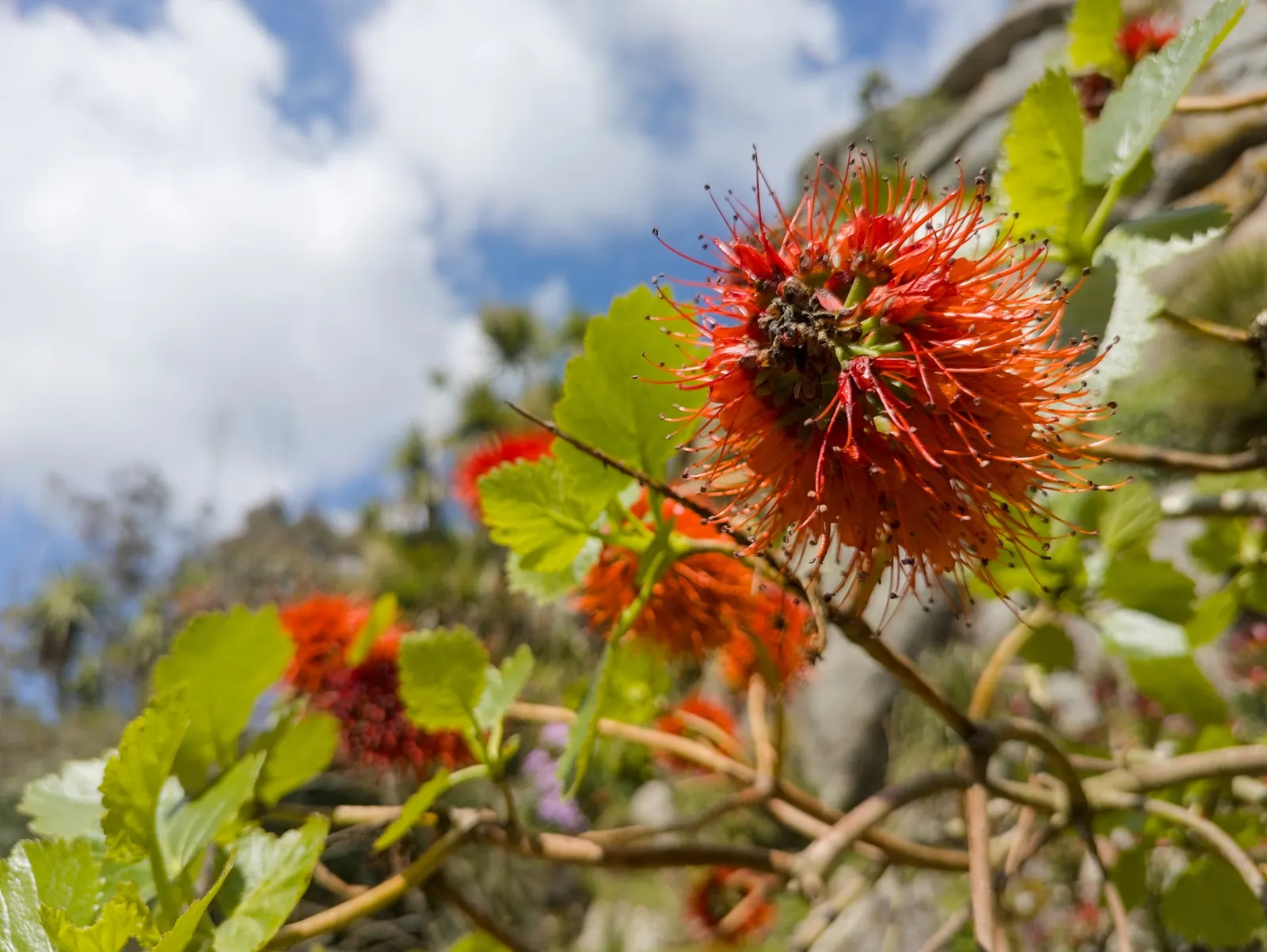 Natal Bottlebrush (Greyia Sutherlandii) — red flowers in the garden; hailing from the southern regions of Africa
