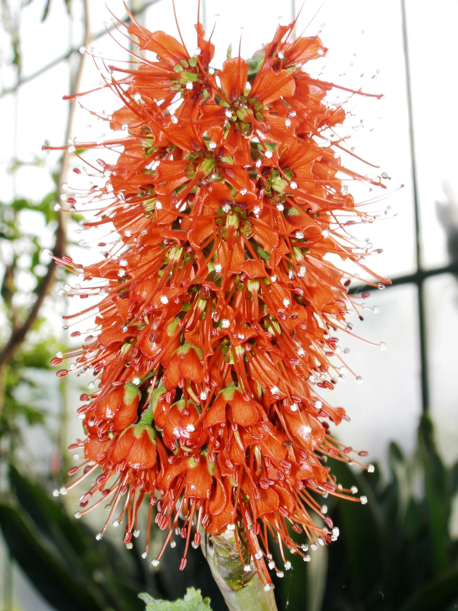 Natal Bottlebrush (Greyia Sutherlandii) — the Natal bottlebrush features a rounded