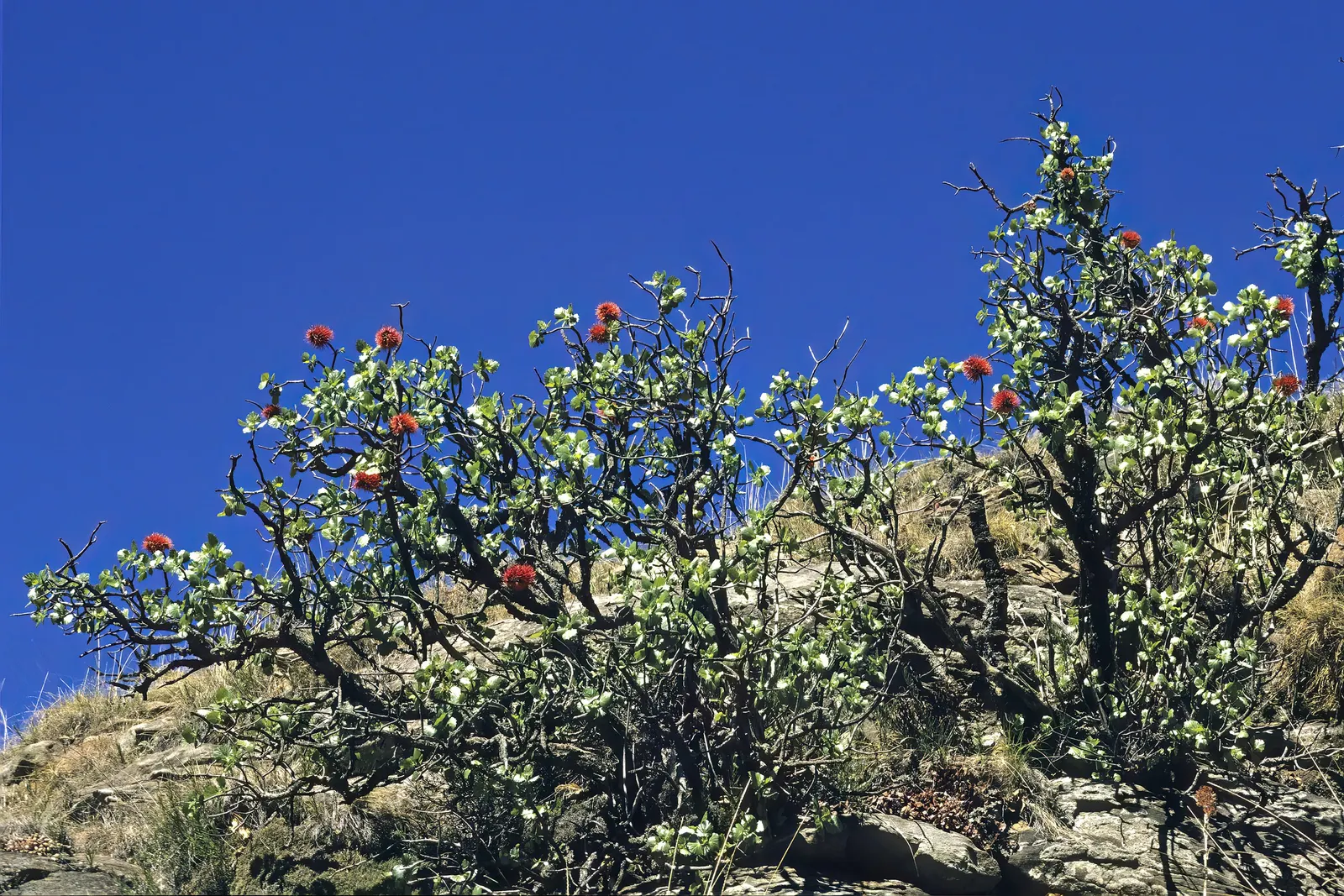 Natal Bottlebrush (Greyia Sutherlandii) — turn yellow before shedding; growing up to 15-20 feet tall