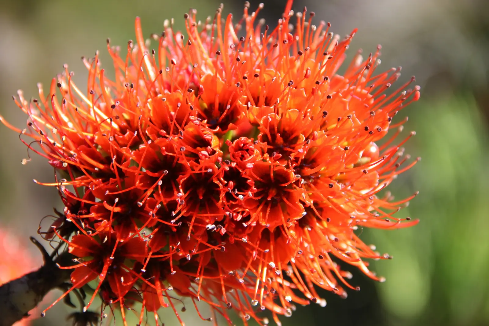 Natal Bottlebrush (Greyia Sutherlandii) — making it a low-maintenance option for water-conscious landscapes.<br><br>Hardy to USDA zones 9 through 11, image 44