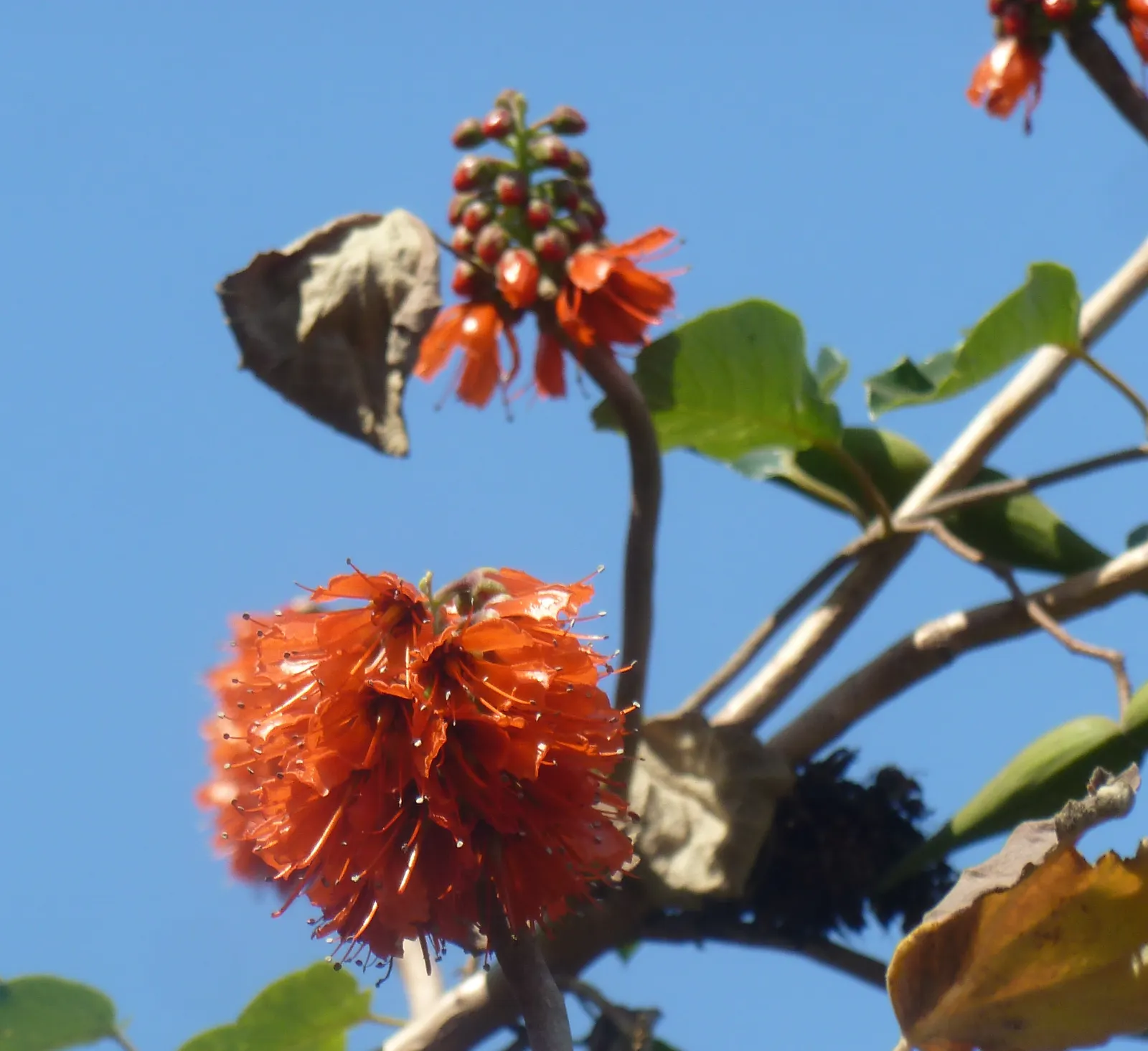 Natal Bottlebrush (Greyia Sutherlandii) — The Natal bottlebrush is a charismatic addition to any residential or commercial garden