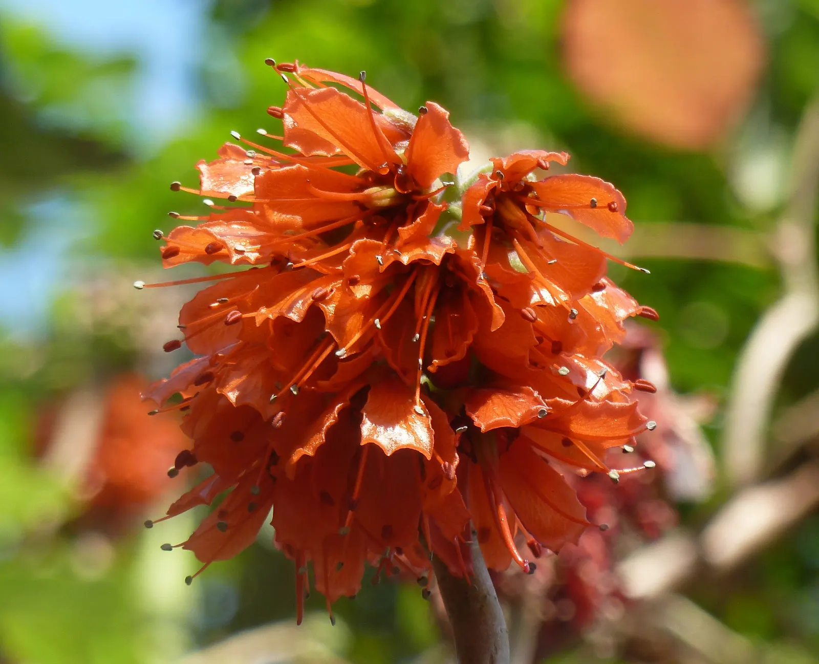 Natal Bottlebrush (Greyia Sutherlandii) — making it a low-maintenance option for water-conscious landscapes.<br><br>Hardy to USDA zones 9 through 11