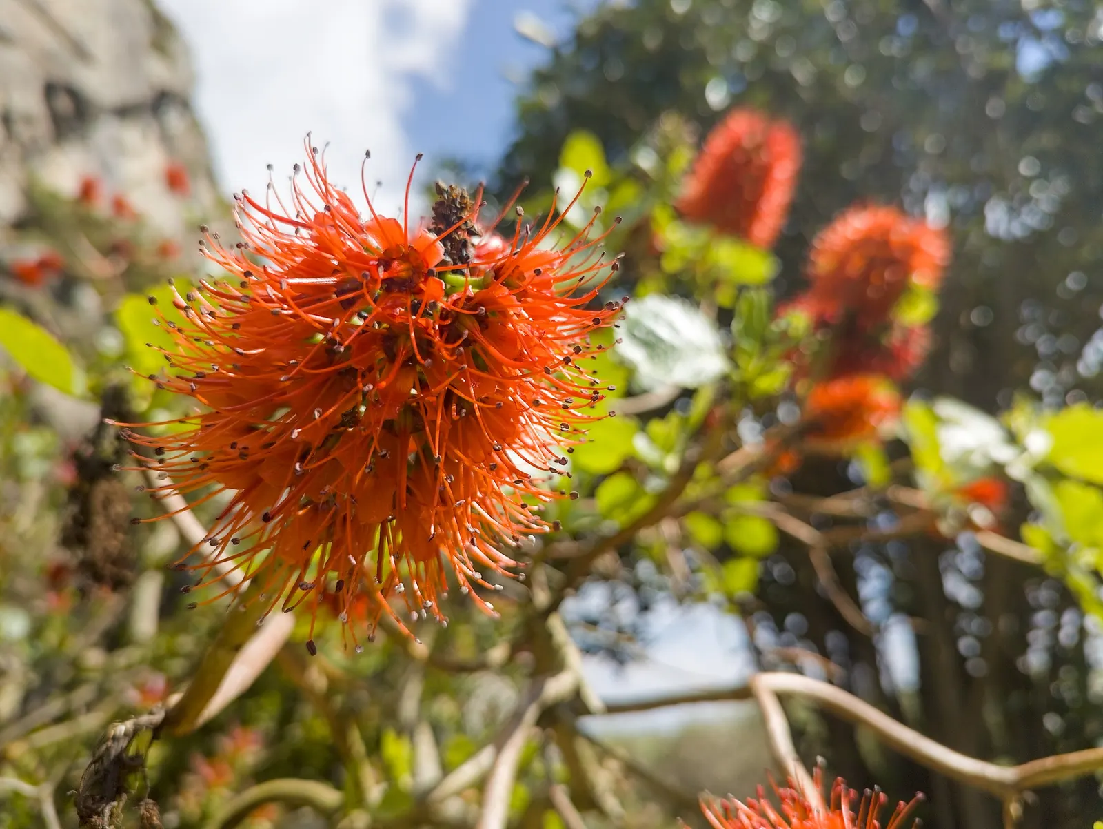 Natal Bottlebrush (Greyia Sutherlandii) — It features striking red bottlebrush-like flowers in spring before the emergence of pale green leaves; it, image 53