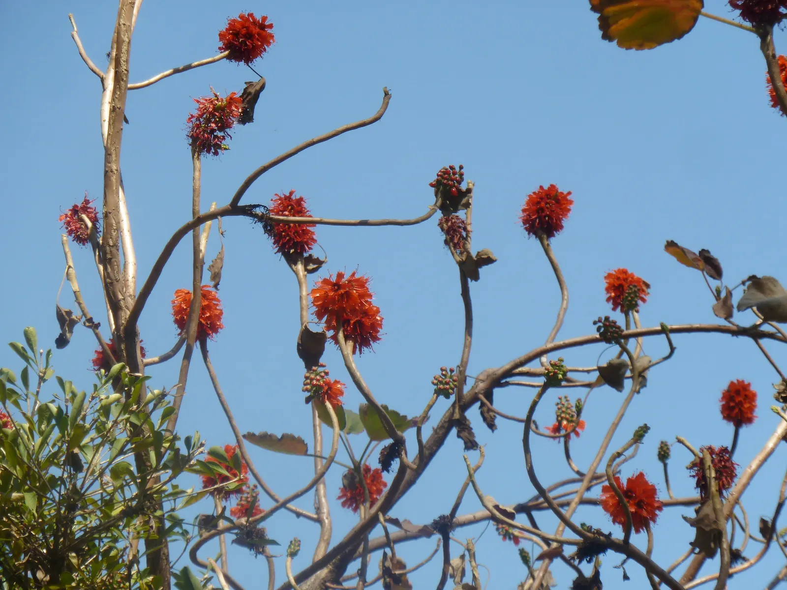 Natal Bottlebrush (Greyia Sutherlandii) — shrub / tree for full