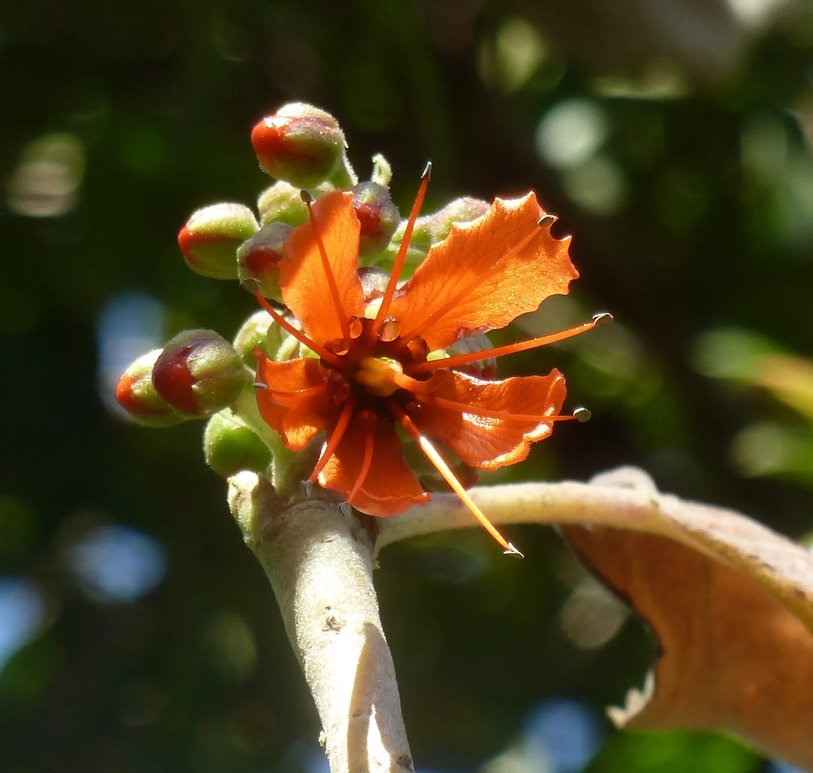 Natal Bottlebrush (Greyia Sutherlandii) — offering a fascinating seasonal transition.<br><br>For optimal growth