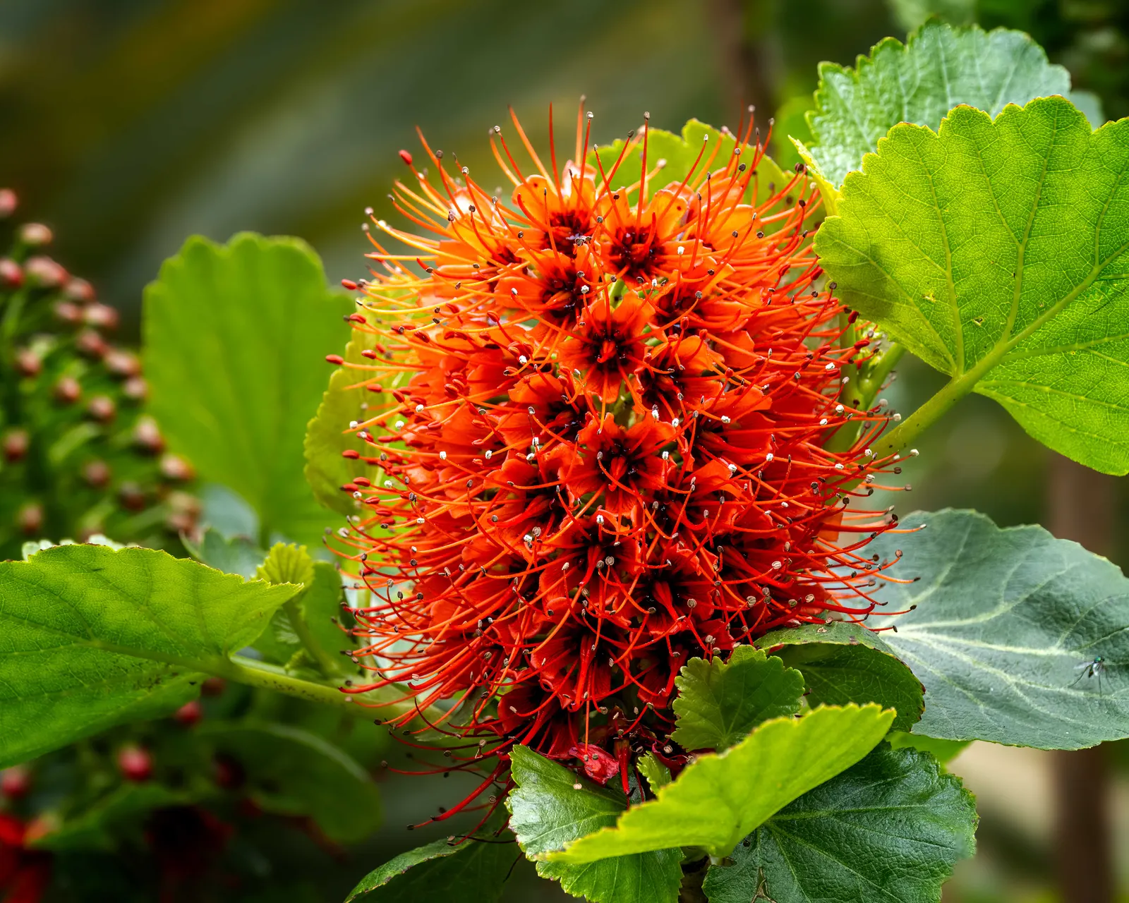 Natal Bottlebrush (Greyia Sutherlandii) — This drought-resistant species thrives in USDA zones 8-11 and prefers full sun to partial shade; shrub /, image 54