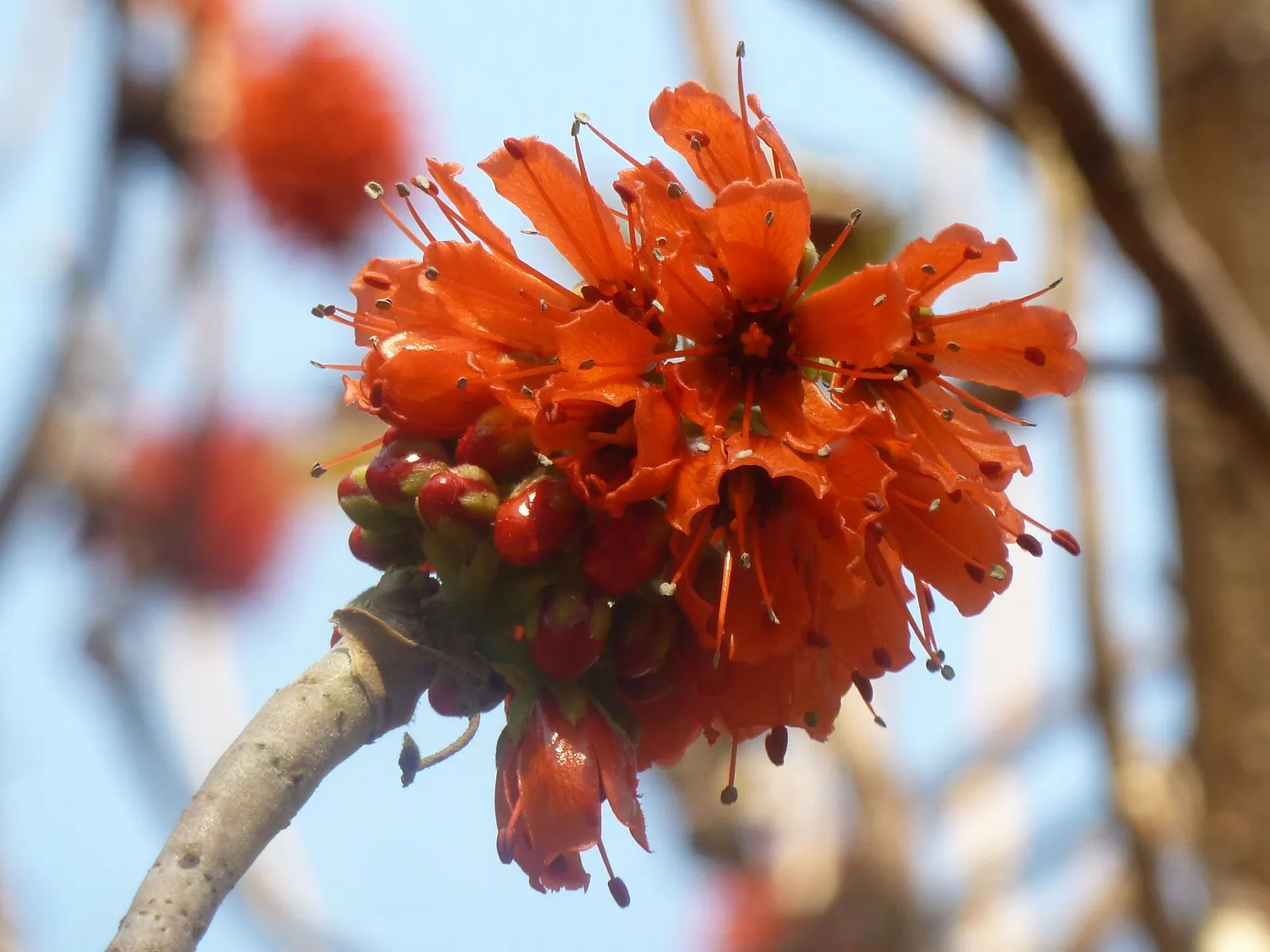 Natal Bottlebrush (Greyia Sutherlandii) — Greyia sutherlandii prefers full sun exposure but can tolerate light to moderate shade