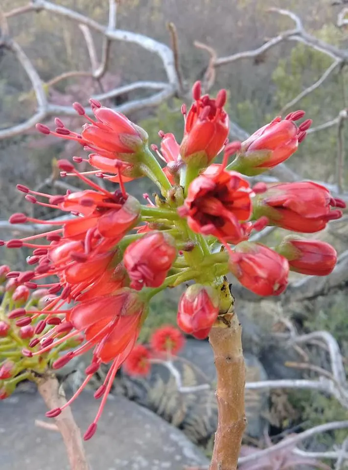 Natal Bottlebrush (Greyia Sutherlandii) — offering year-round visual appeal and ecological benefits; small deciduous tree native to South Africa