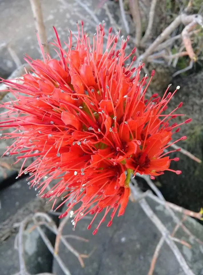 Natal Bottlebrush (Greyia Sutherlandii) — shrub / tree with red blooms; turn yellow before shedding