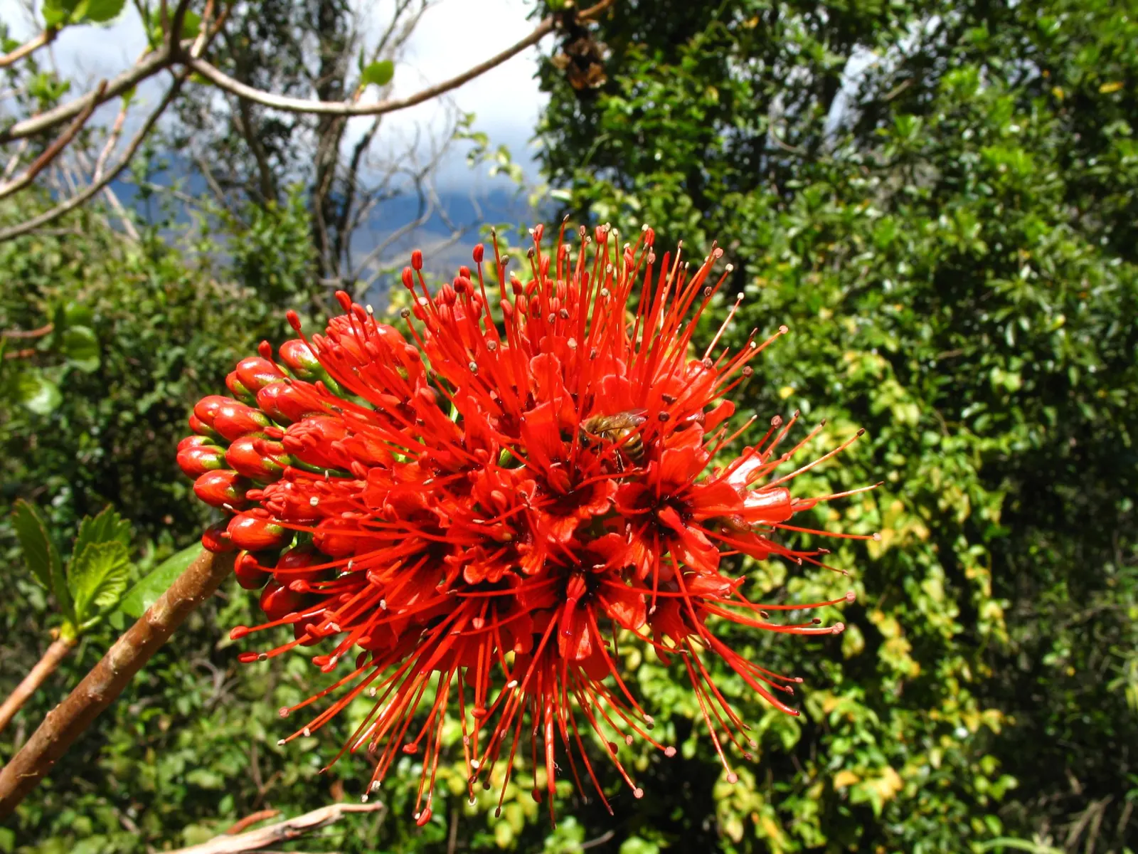 Natal Bottlebrush (Greyia Sutherlandii) — It features striking red bottlebrush-like flowers in spring before the emergence of pale green leaves; it thrives in