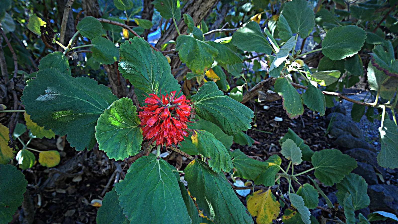 Natal Bottlebrush (Greyia Sutherlandii) — attracting hummingbirds and other pollinators to the garden; scientifically known as Greyia sutherlandii