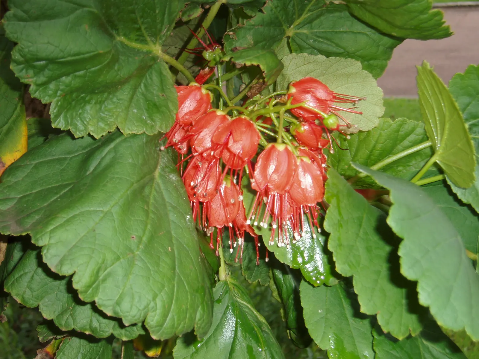 Natal Bottlebrush (Greyia Sutherlandii) — This drought-resistant species thrives in USDA zones 8-11 and prefers full sun to partial shade; shrub / tree for full