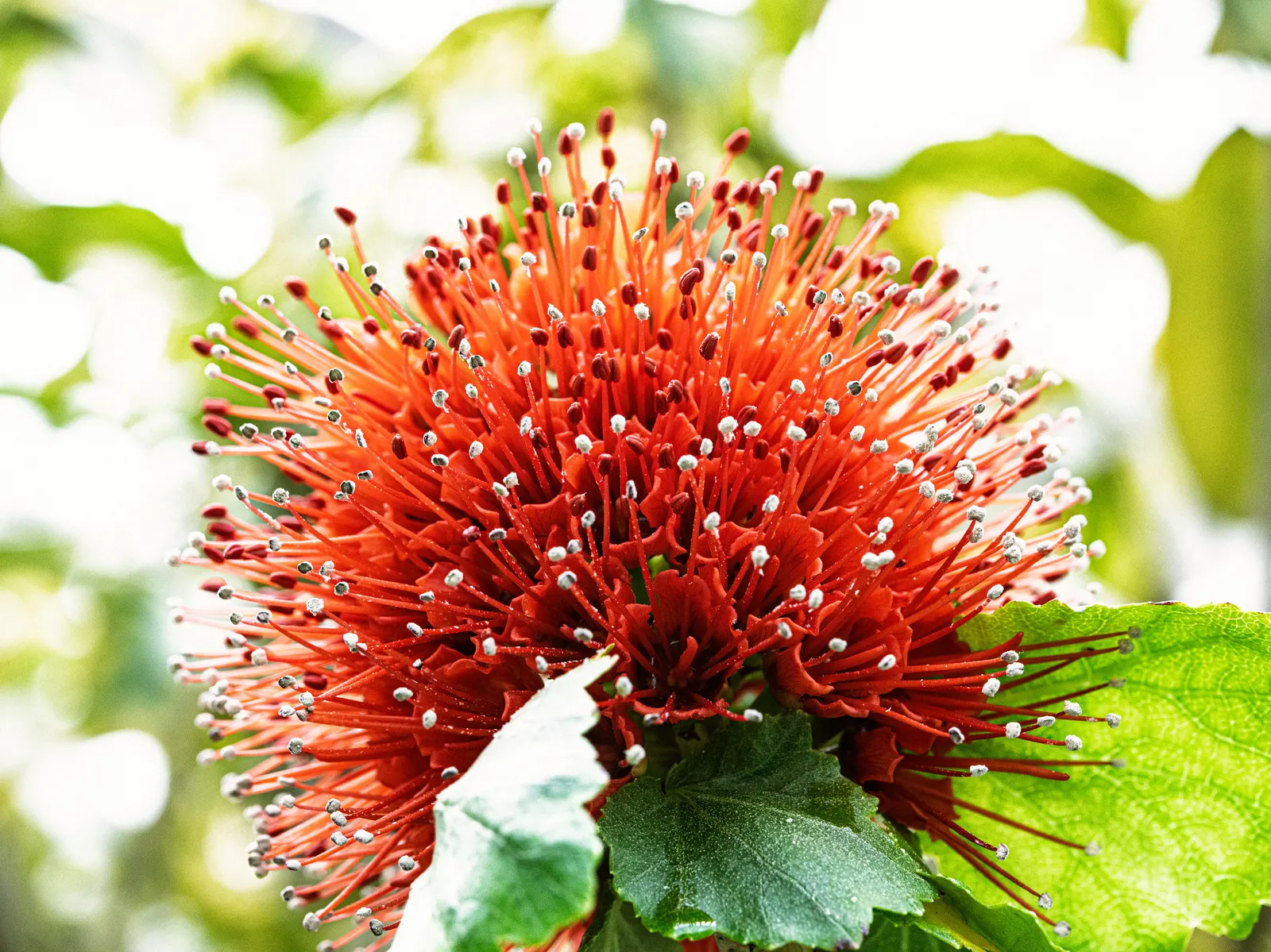 Natal Bottlebrush (Greyia Sutherlandii) — growing up to 15-20 feet tall; brush-like flowers that completely envelop the branches