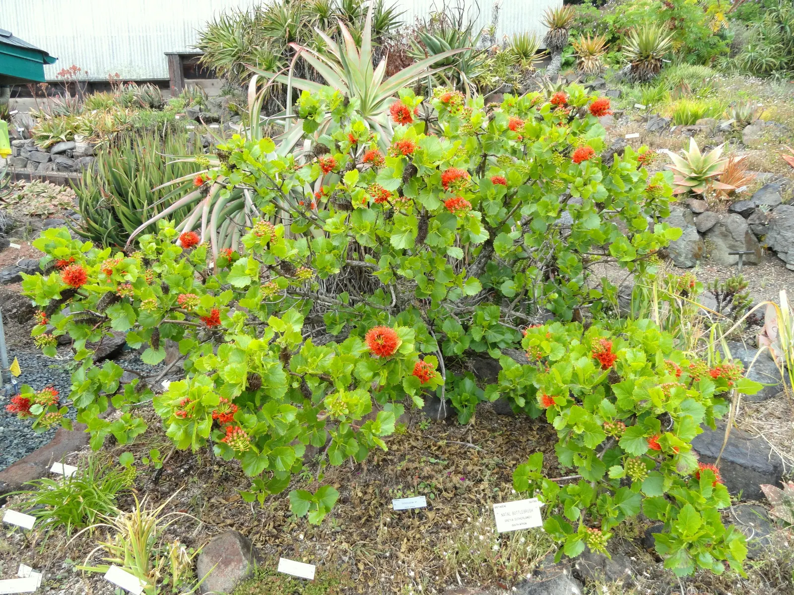 Natal Bottlebrush (Greyia Sutherlandii) — scientifically known as Greyia sutherlandii; blue-green leaves measuring around 2 to 4 inches in length