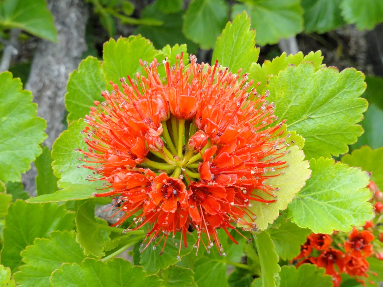 Natal Bottlebrush (Greyia Sutherlandii) — the Natal bottlebrush features a rounded; low-branching habit that provides an arresting silhouette even when dormant