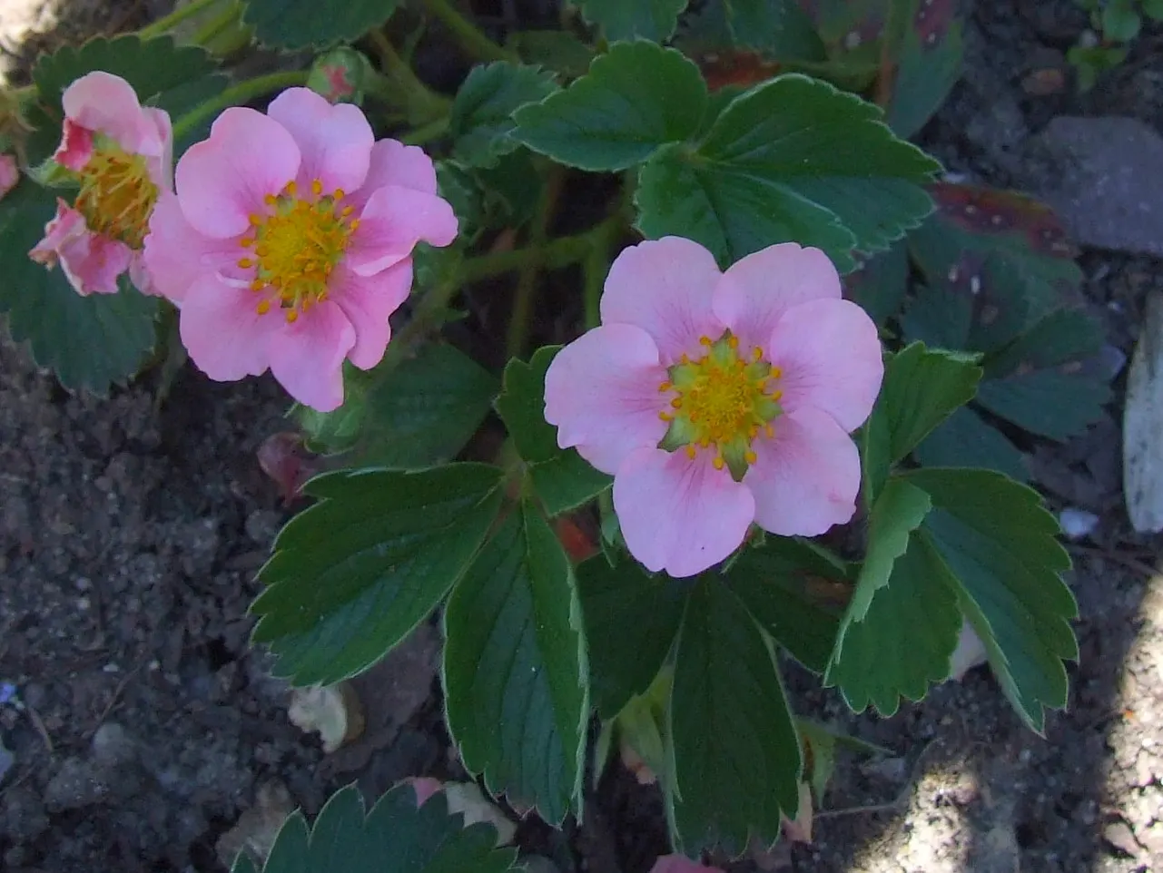 Pink Panda Strawberry (Fragaria 'Pink Panda') — is a robust perennial reaching 6 inches in height with a spread of 12 inches