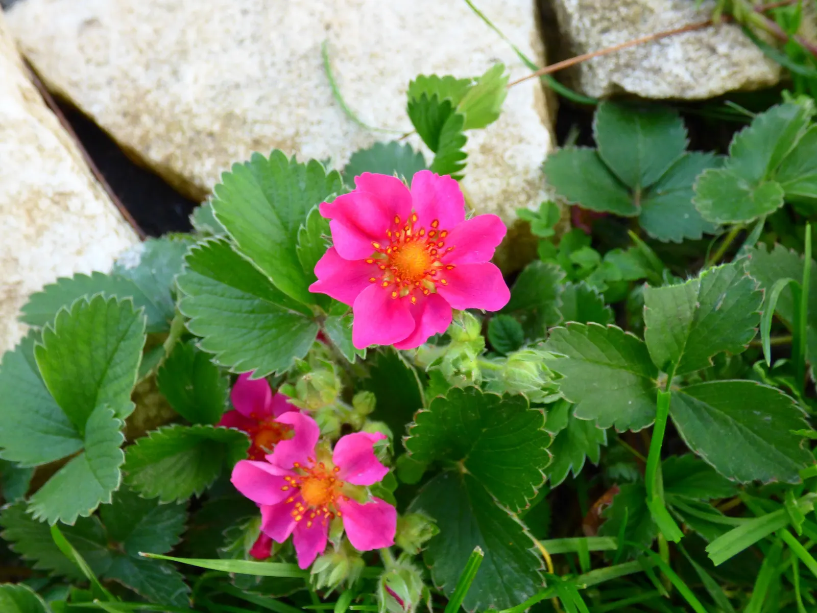 Pink Panda Strawberry (Fragaria 'Pink Panda') — this hybrid thrives in USDA zones 3-9
