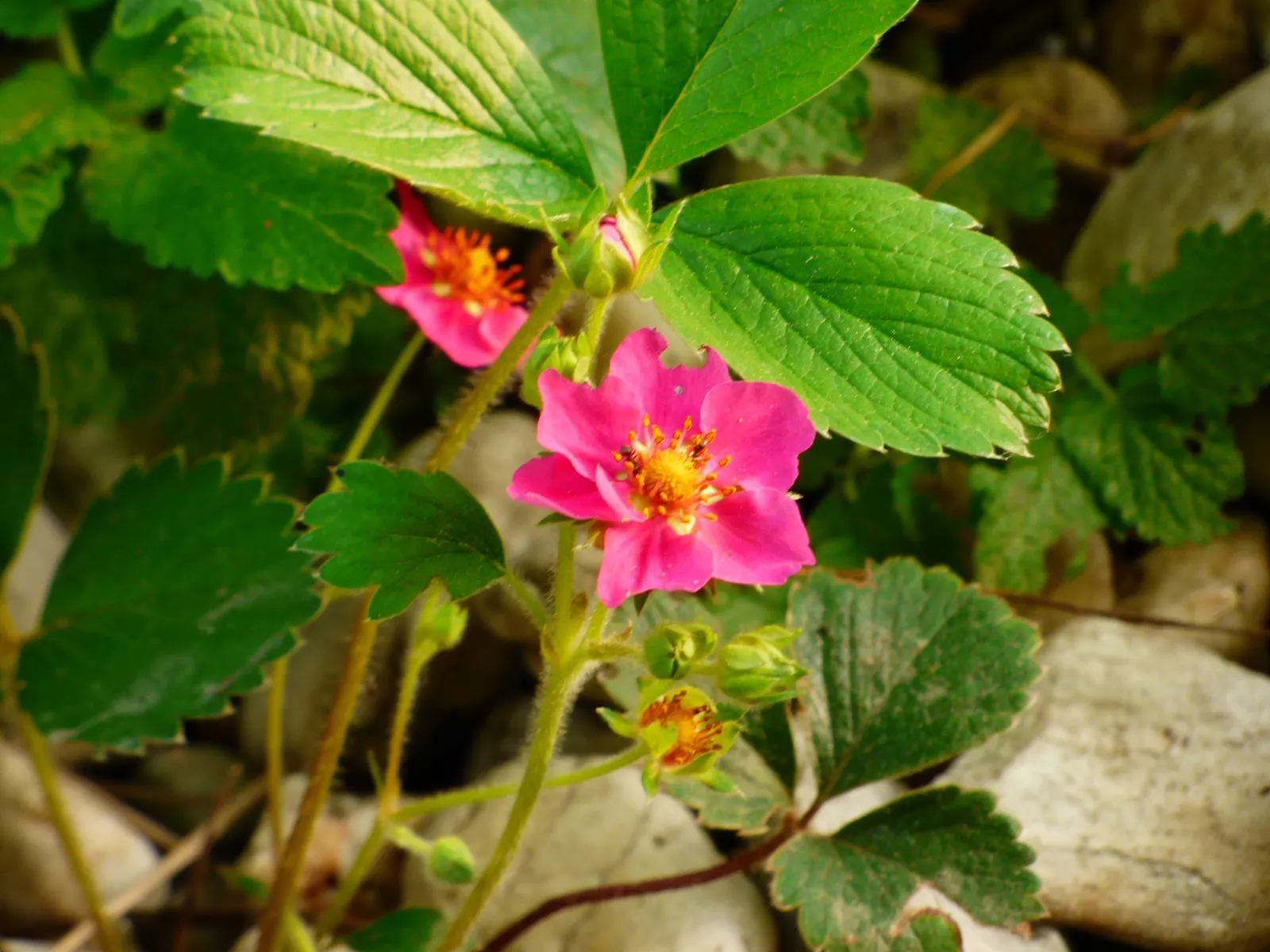 Pink Panda Strawberry (Fragaria 'Pink Panda') — A hybrid between a strawberry and a potentilla